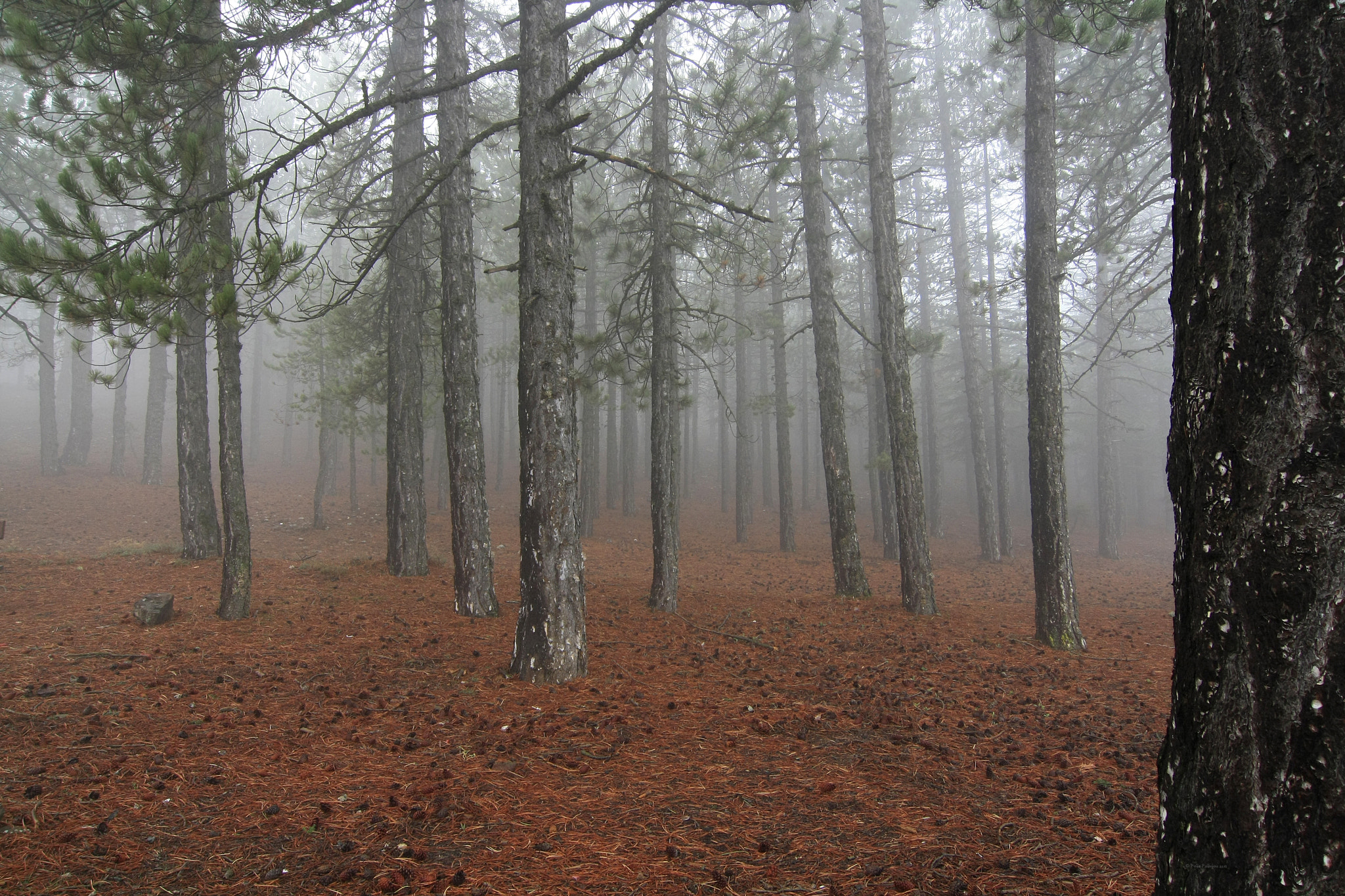 Tokina AT-X Pro 12-24mm F4 (IF) DX sample photo. Walking in the fog photography