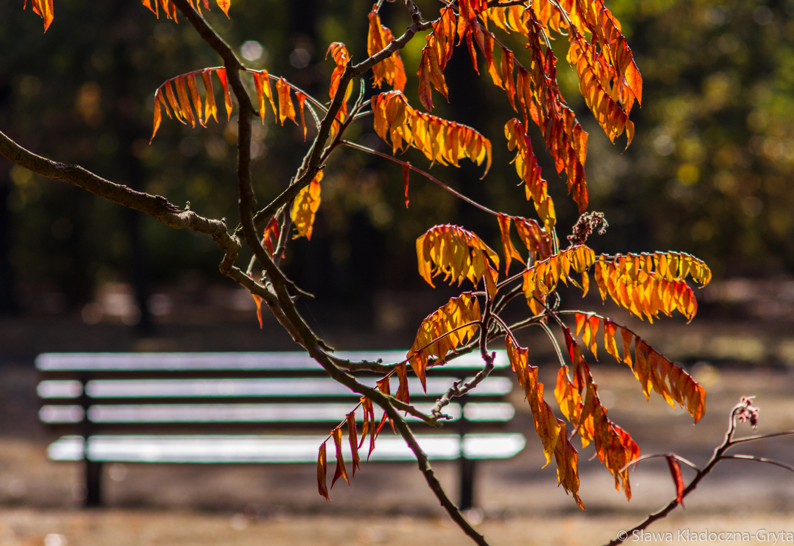 Nikon D7100 + AF Zoom-Nikkor 70-210mm f/4 sample photo. Autumn photography