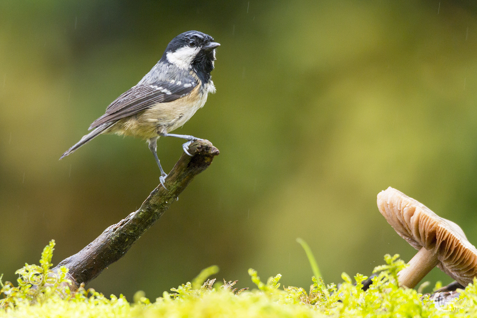 Sigma 150-500mm F5-6.3 DG OS HSM sample photo. Coal tit photography