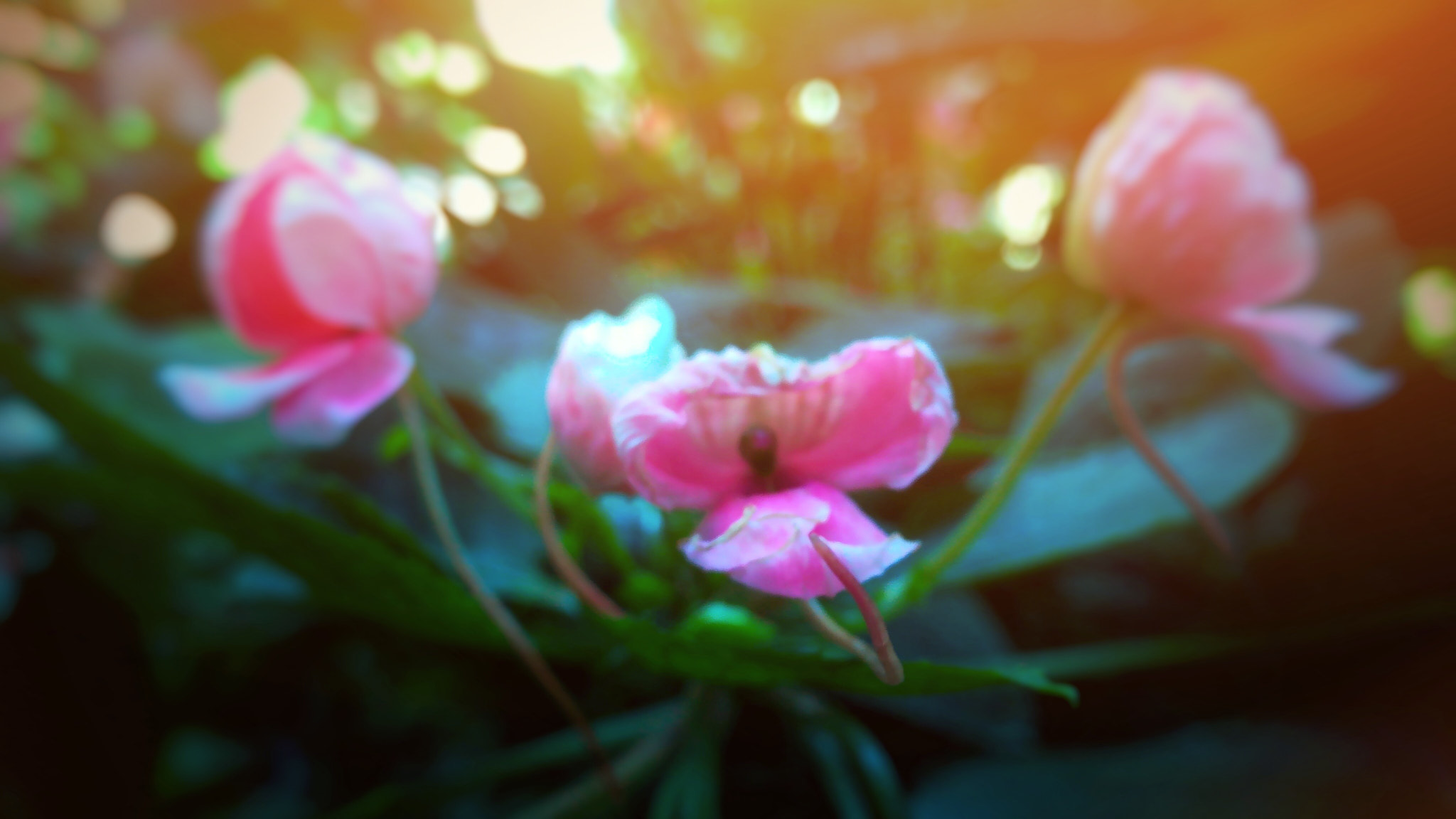 ASUS ZenFone 2 (ZE550ML) sample photo