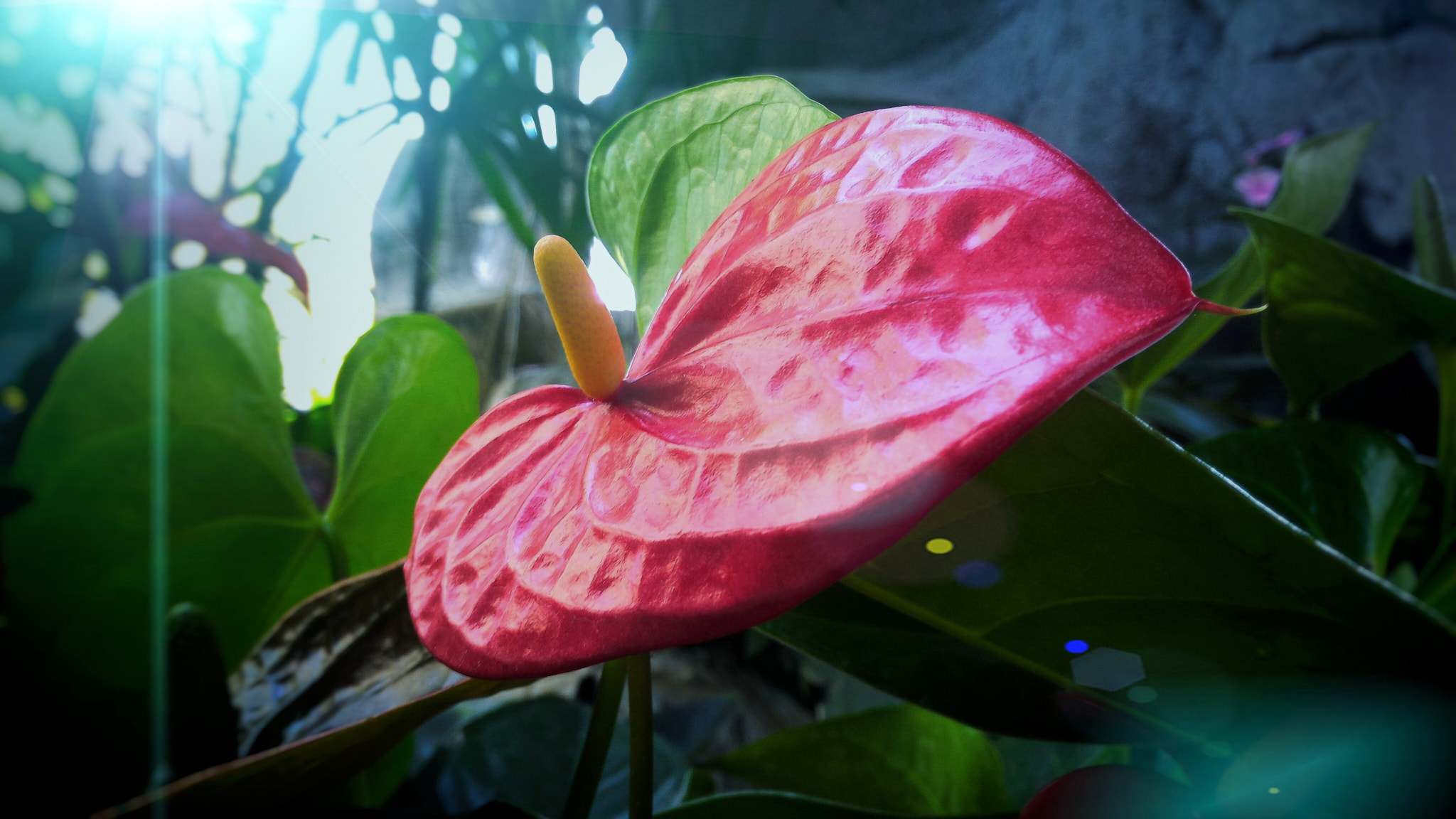 ASUS ZenFone 2 (ZE550ML) sample photo