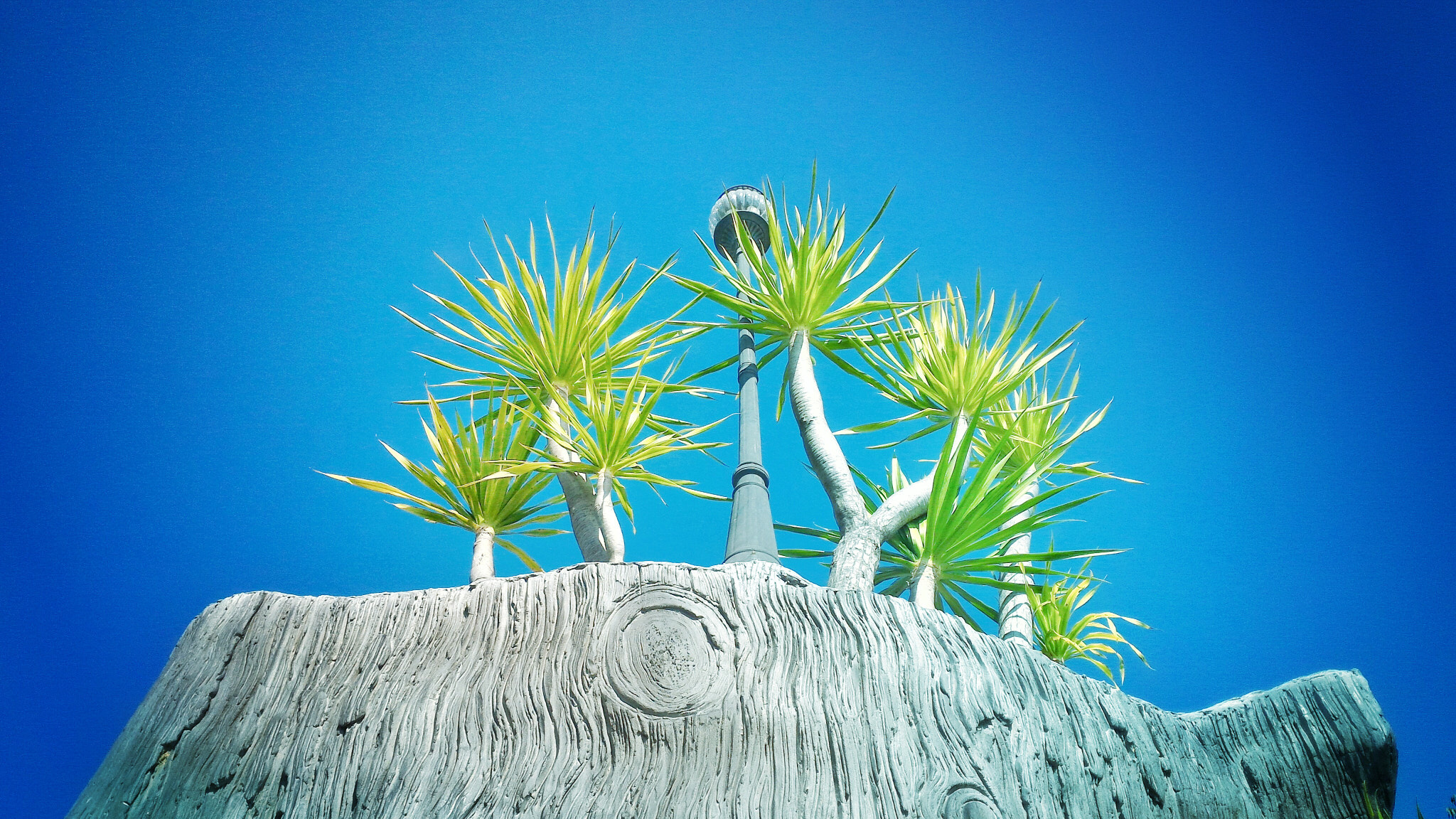 ASUS ZenFone 2 (ZE550ML) sample photo. Palm tree photography