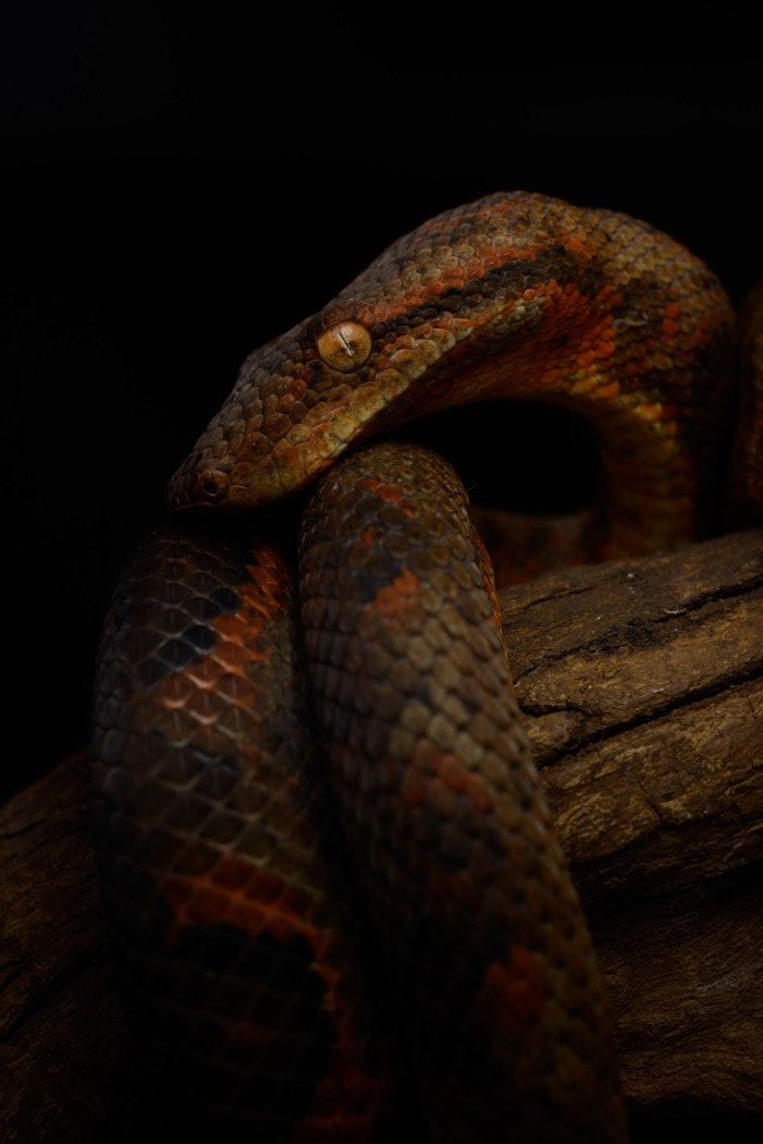 ZEISS Makro-Planar T* 50mm F2 sample photo. Candoia bibroni australis photography