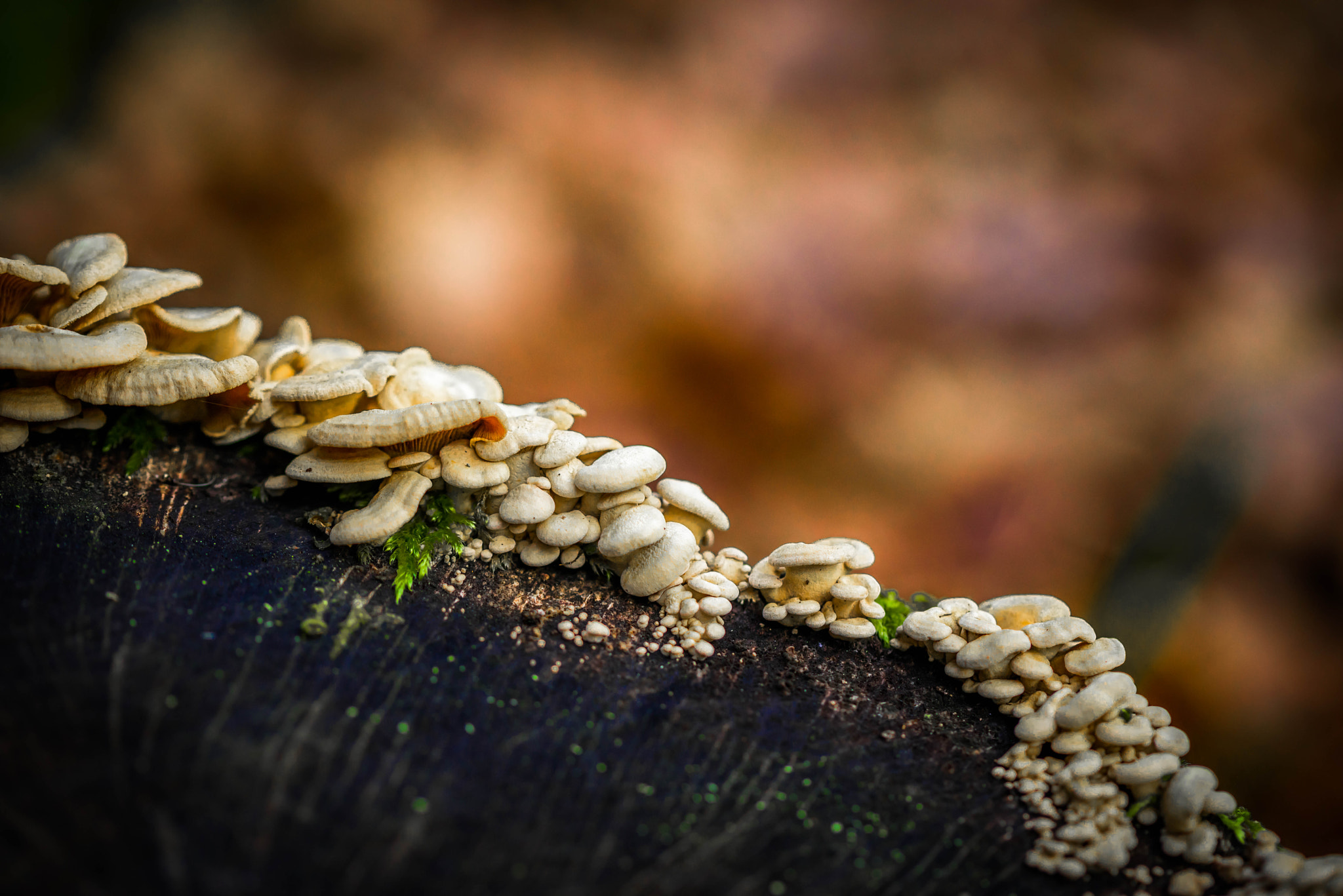 Canon EF 100mm F2.8 Macro USM sample photo. Stump.jpg photography