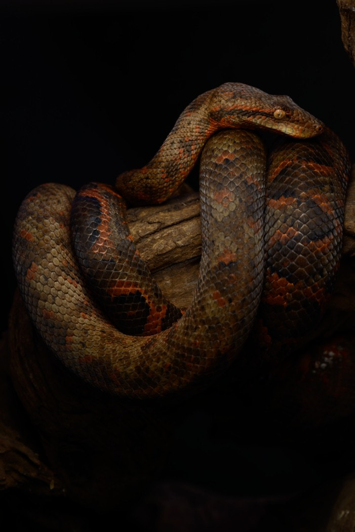 ZEISS Makro-Planar T* 50mm F2 sample photo. Candoia bibroni australis photography
