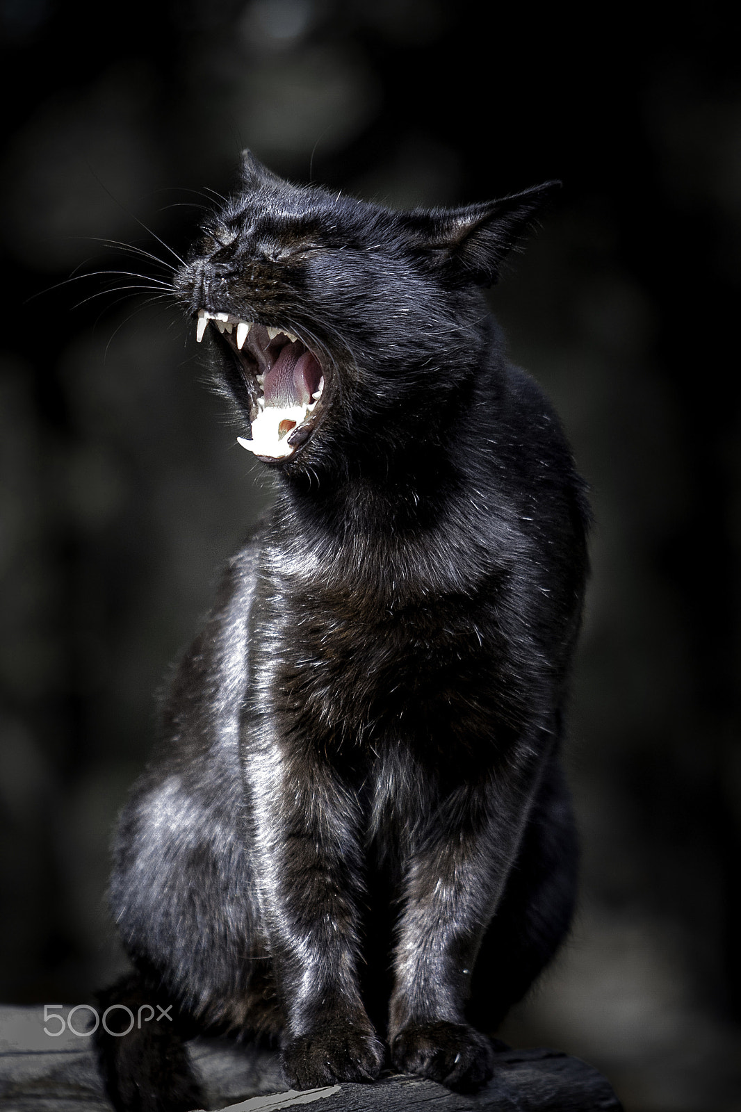 Canon EF 55-200mm F4.5-5.6 II USM sample photo. Small angry panther :-) photography