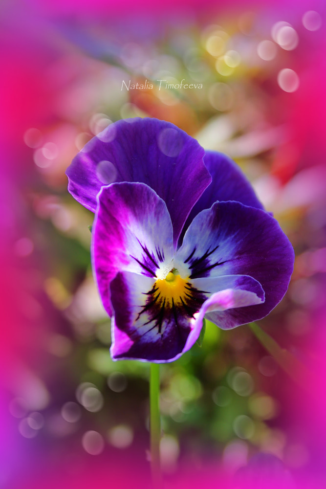 Canon EF-S 18-55mm F3.5-5.6 sample photo. Heartsease photography