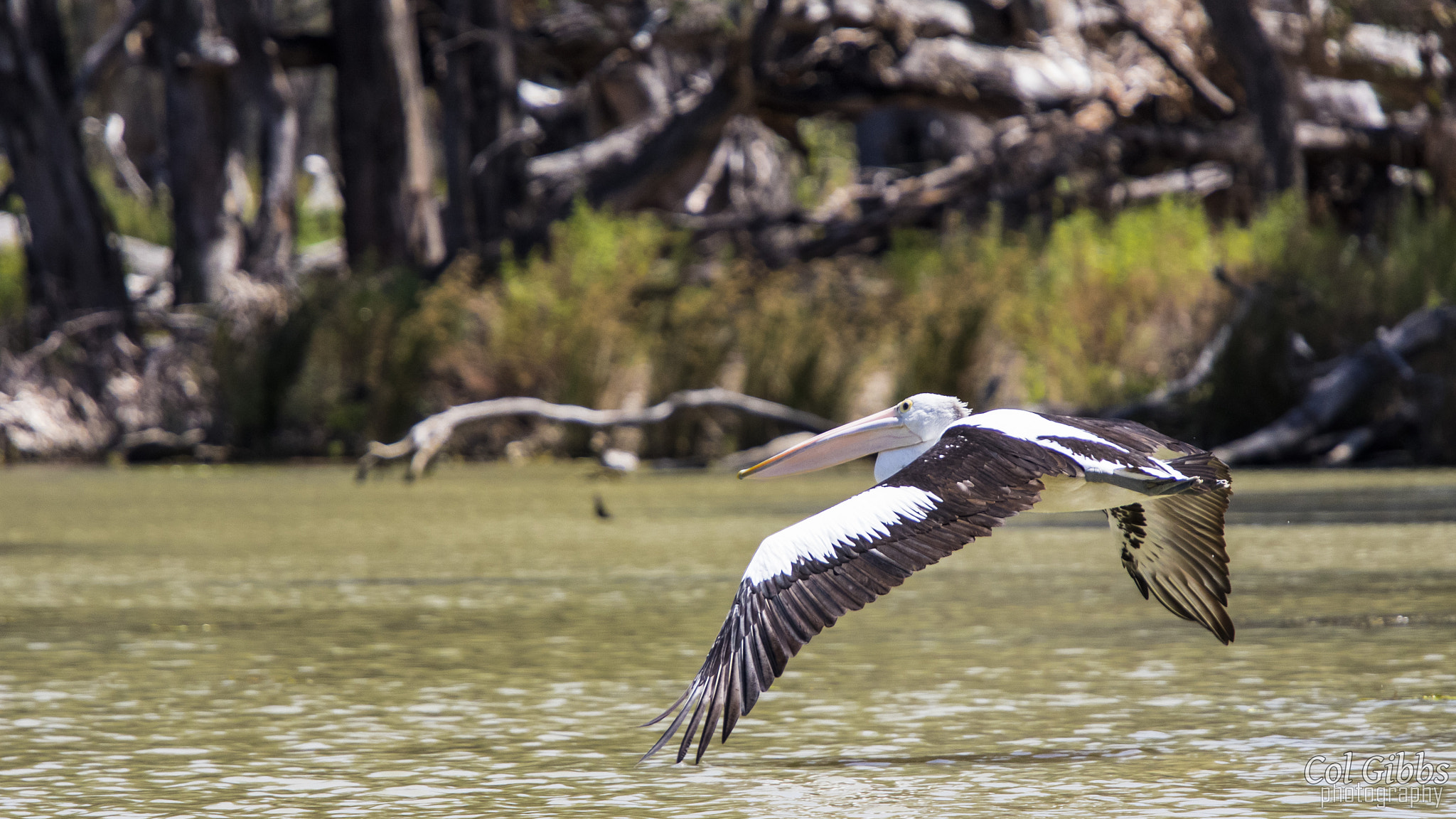 Canon EF 70-200mm F4L IS USM sample photo. Pelican skimming photography