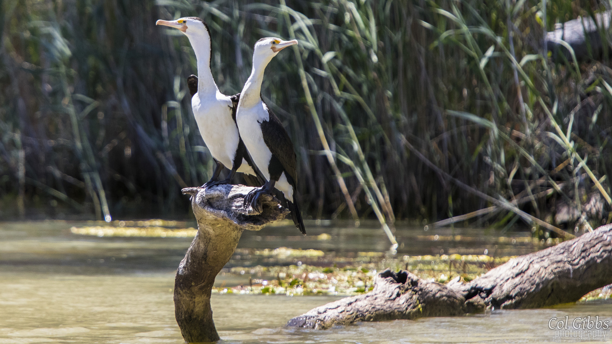 Canon EF 70-200mm F4L IS USM sample photo. Cormorants perched photography