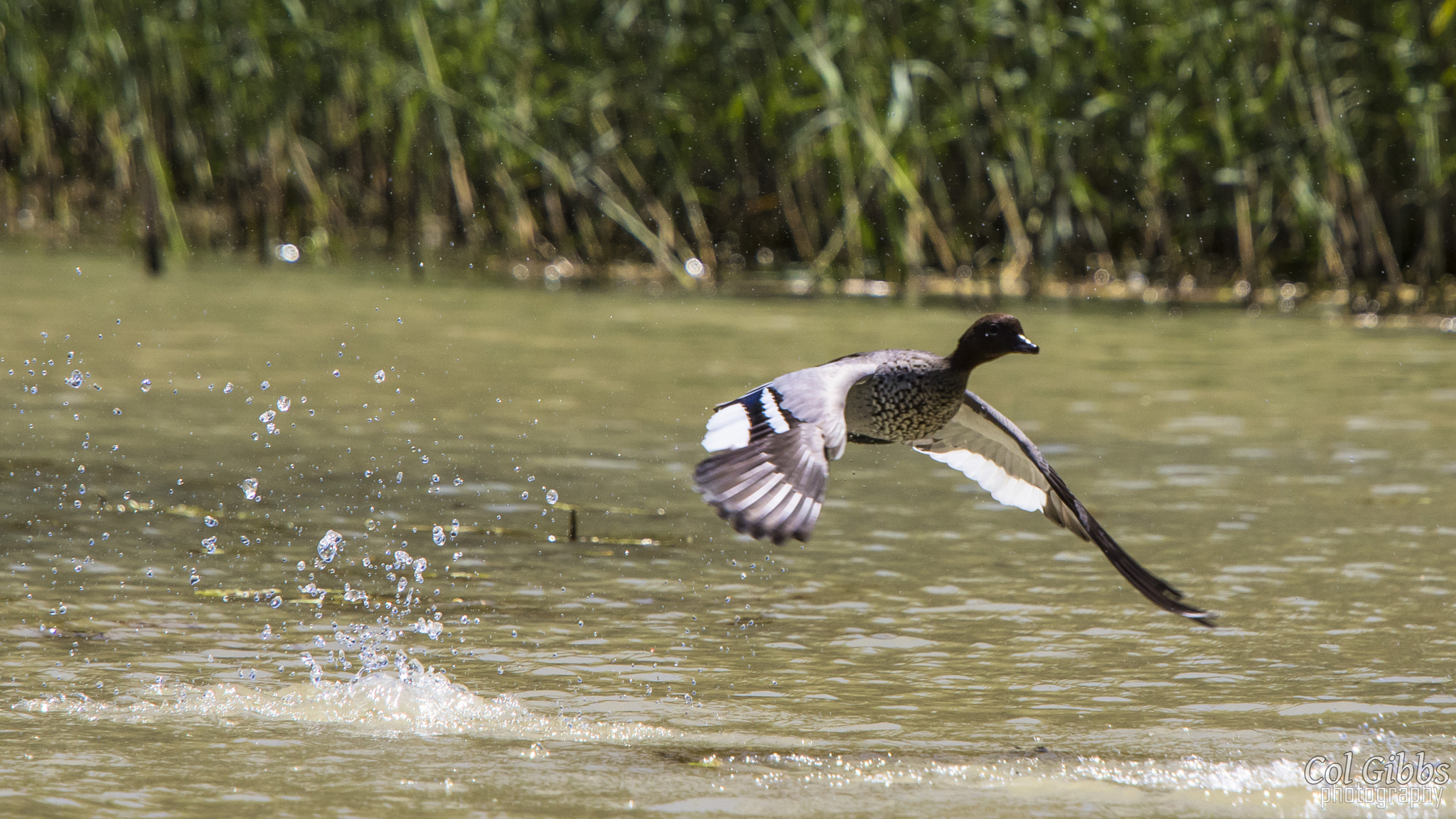 Canon EF 70-200mm F4L IS USM sample photo. Duck launch photography