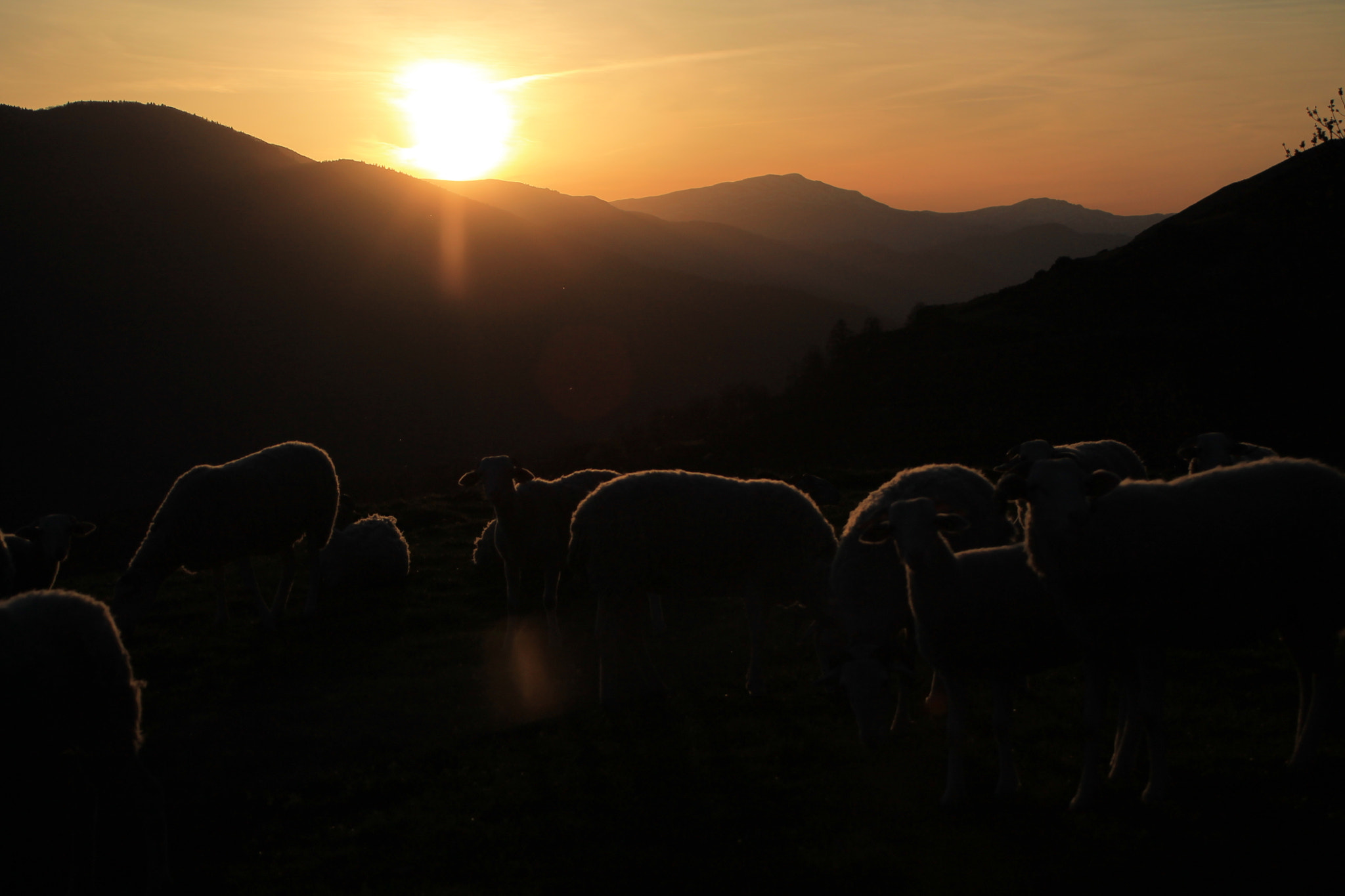 Canon EF 28-80mm f/3.5-5.6 sample photo. Brebis tarasconnaise photography