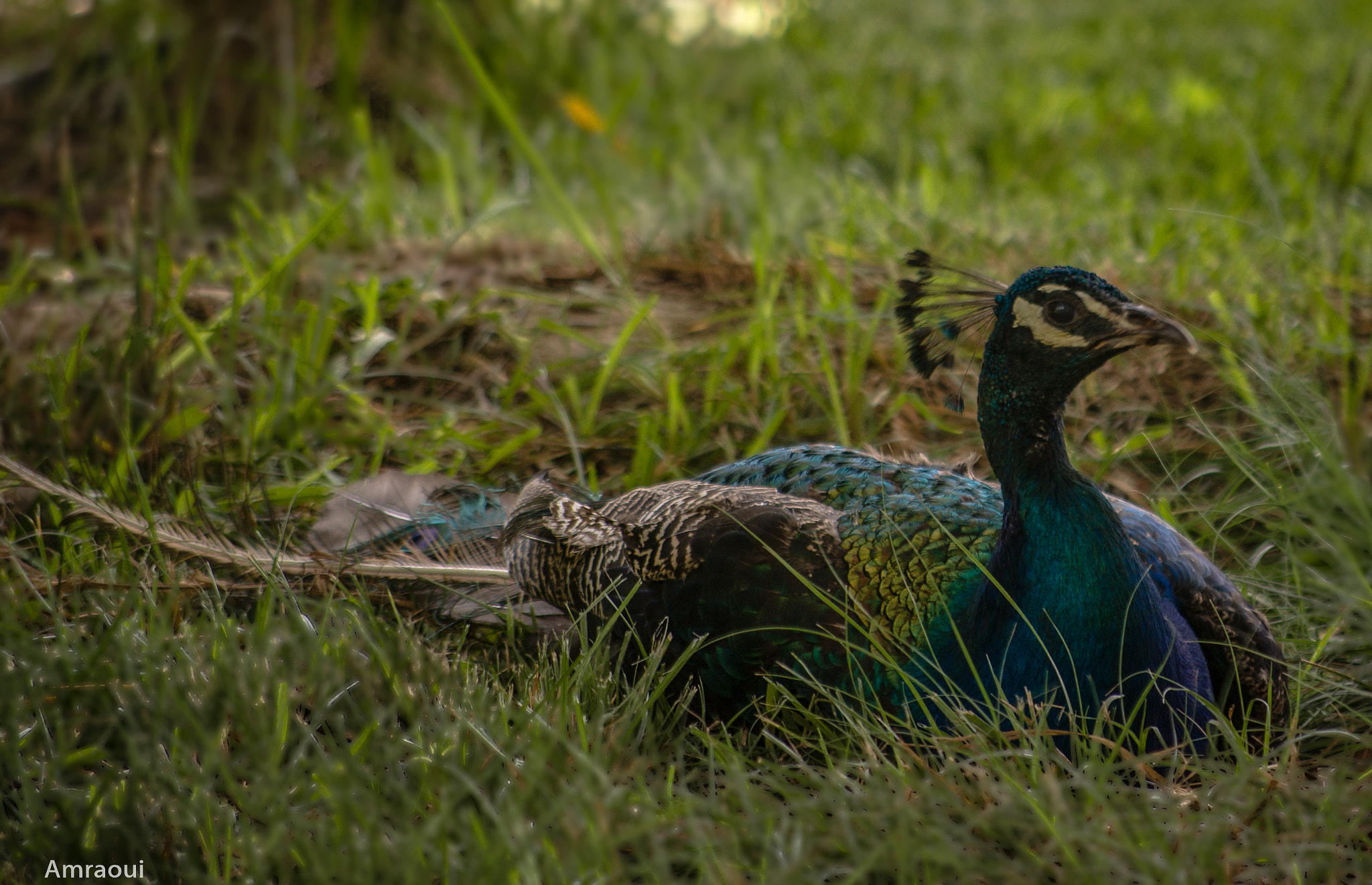 Pentax smc DA 50-200mm F4-5.6 ED sample photo. Paon photography