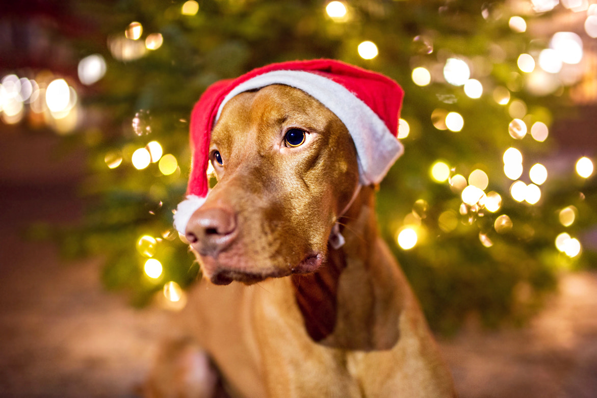 Nikon D3S + Sigma 35mm F1.4 DG HSM Art sample photo. Magyar vizsla - findus photography