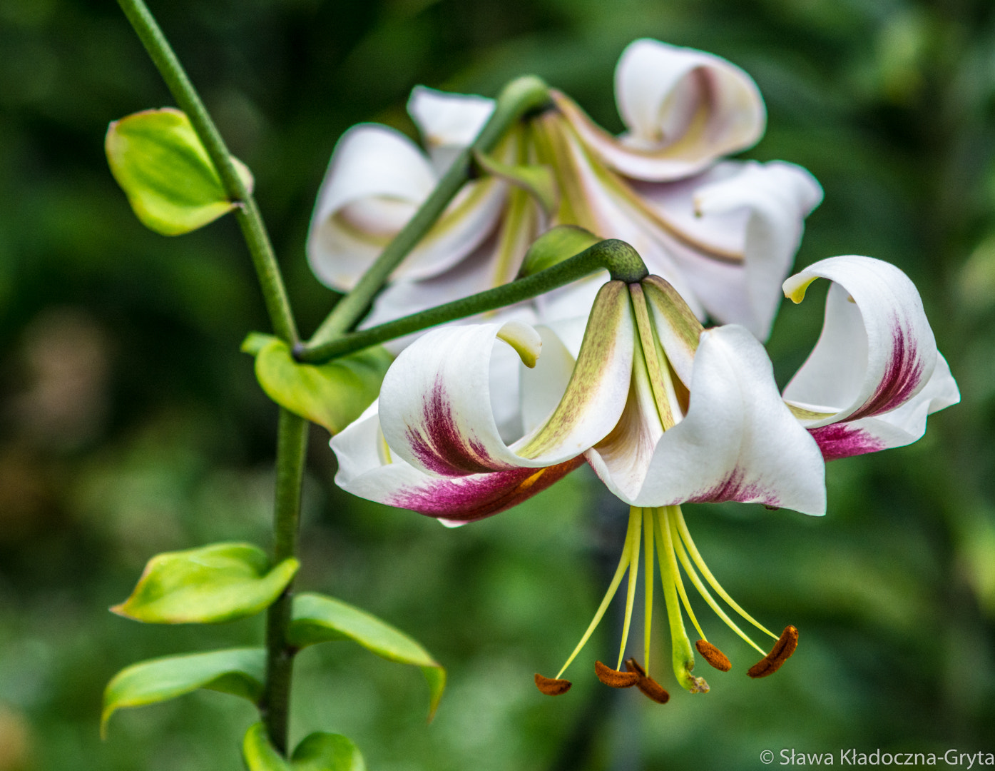 Nikon D7100 + AF Zoom-Nikkor 70-210mm f/4 sample photo. Flowers photography