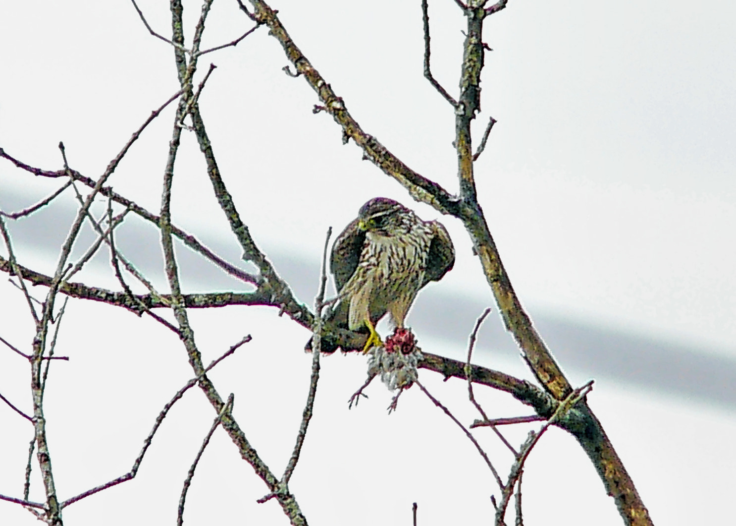 Panasonic Lumix G Vario 45-200mm F4-5.6 OIS sample photo. Merlin photography
