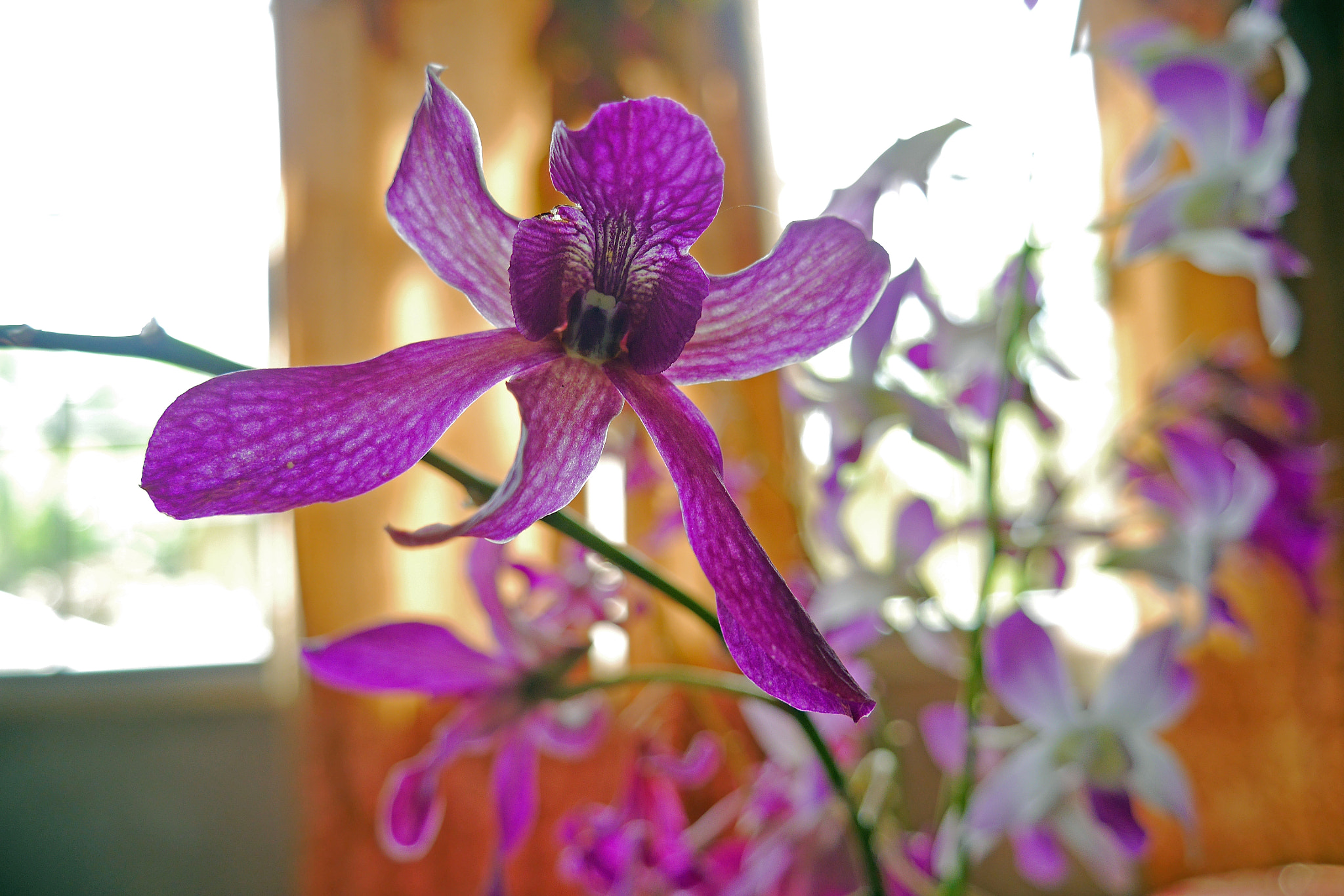LUMIX G VARIO 14-42/F3.5-5.6 II sample photo. Orchid photography