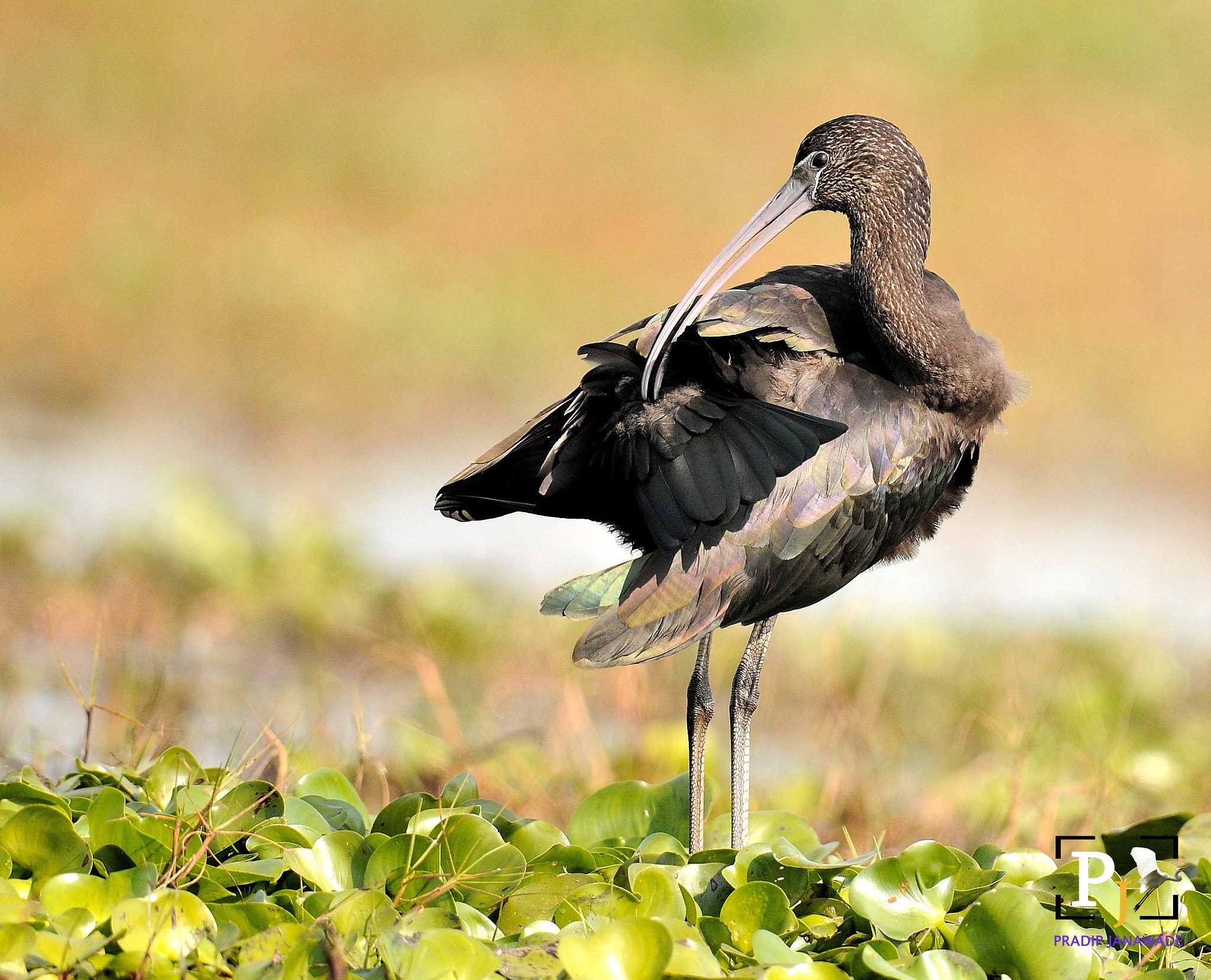 Nikon D3X + Sigma 24-60mm F2.8 EX DG sample photo. Glossy ibis photography