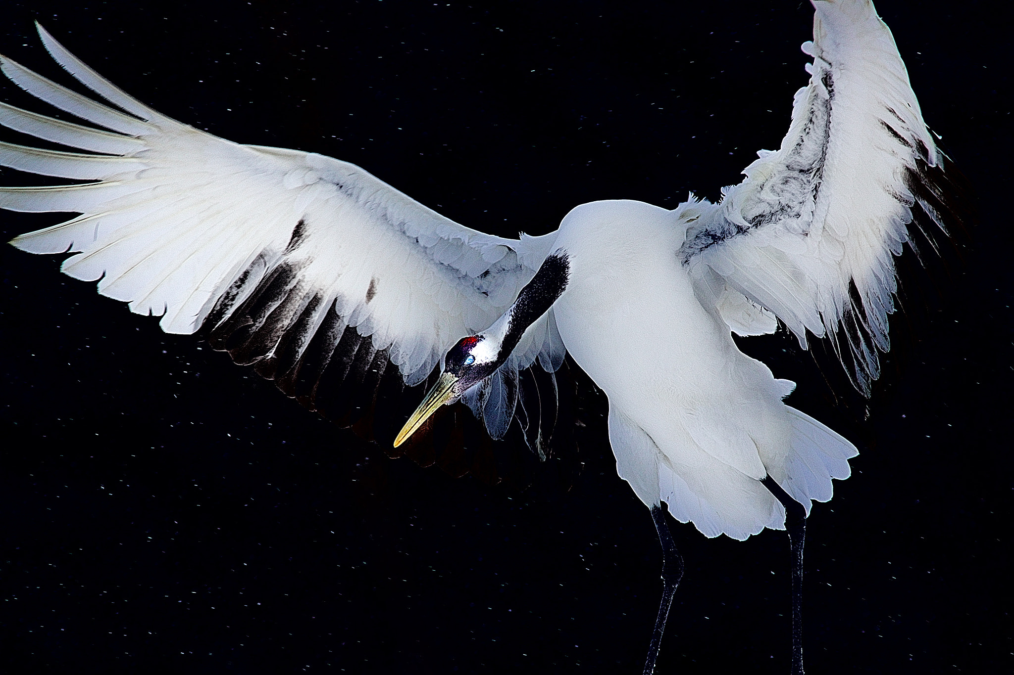 Sony Alpha DSLR-A550 + Minolta AF 400mm F4.5 HS-APO G sample photo. Like the god of wind photography