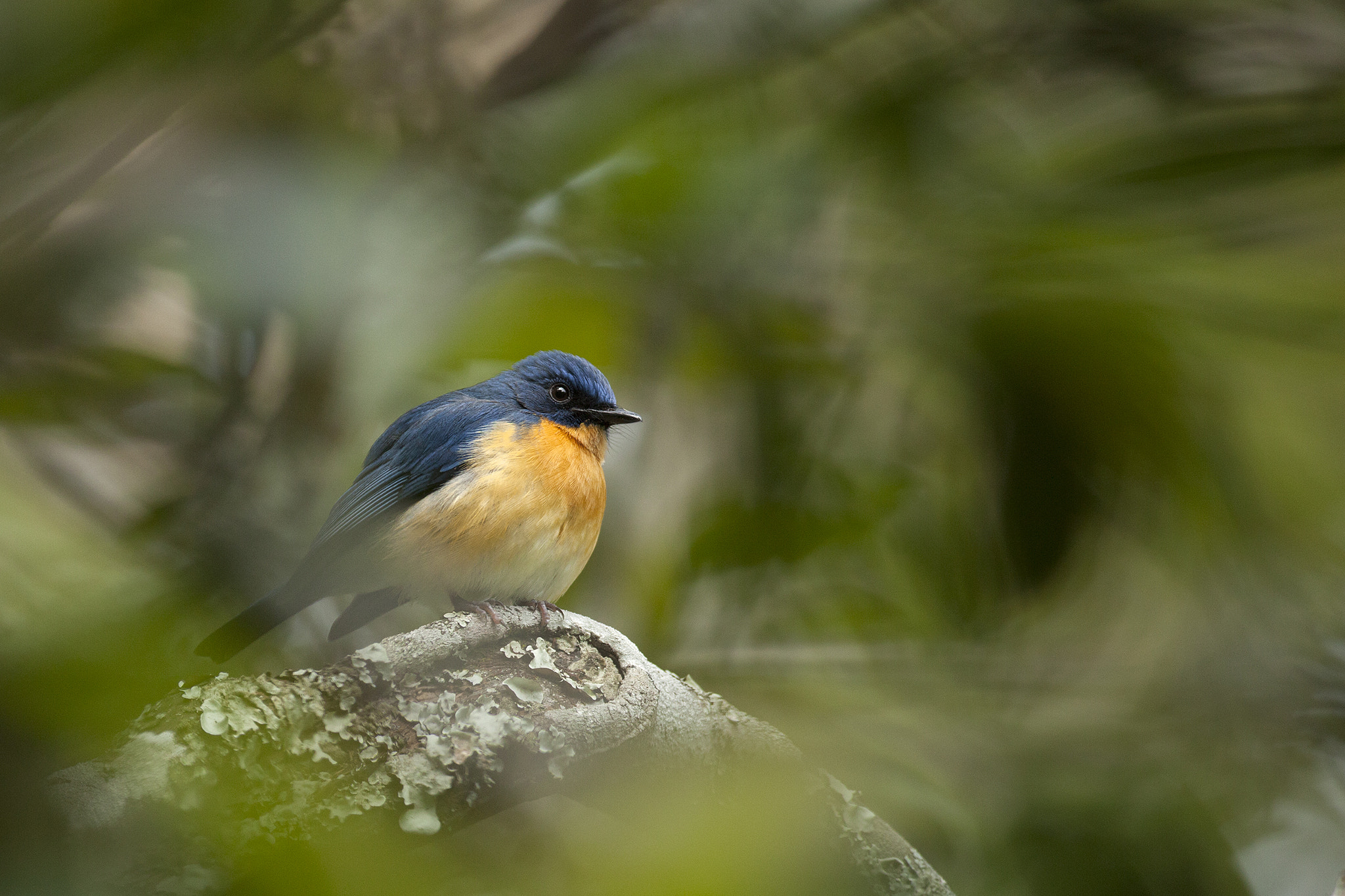 Canon EF 200-400mm F4L IS USM Extender 1.4x sample photo. Tickell's blue flycatcher photography