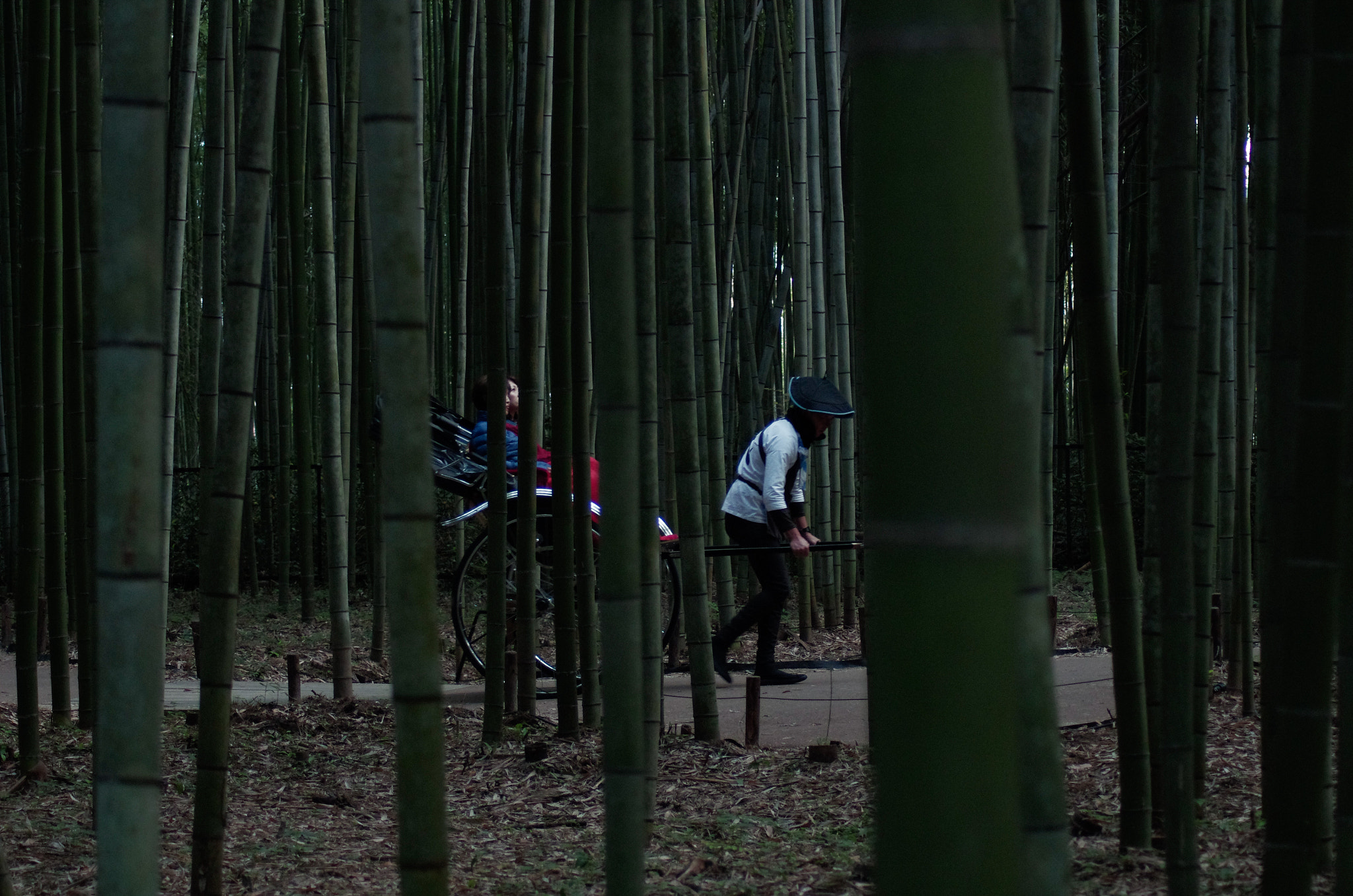 Pentax K-5 sample photo. Bamboo forest photography