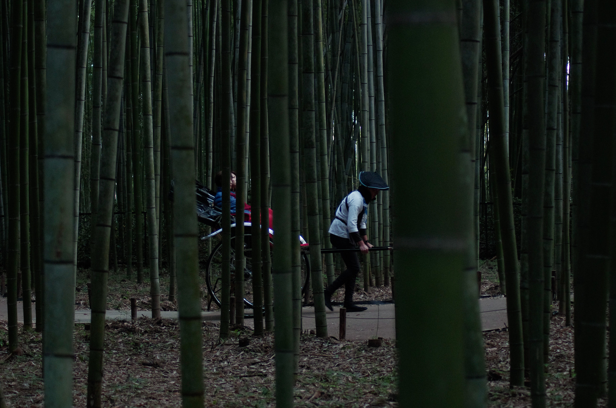 Pentax K-5 + Tamron AF 70-300mm F4-5.6 Di LD Macro sample photo. Bamboo forest photography