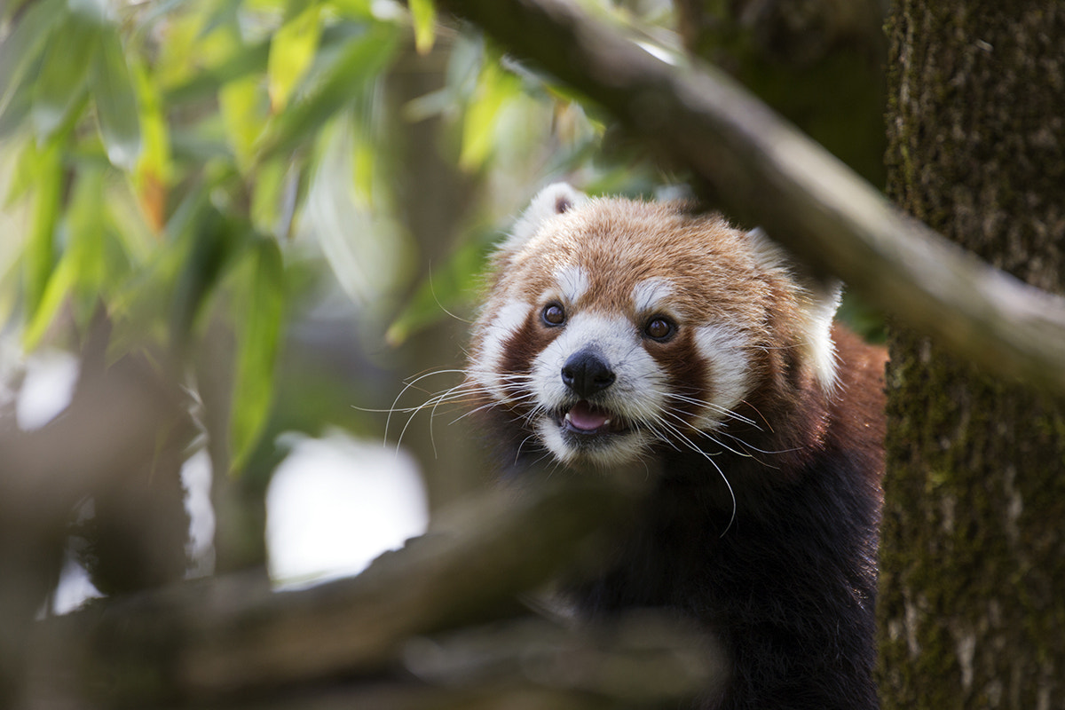 Canon EF 70-200mm F2.8L USM sample photo. Kleiner panda (small panda) photography