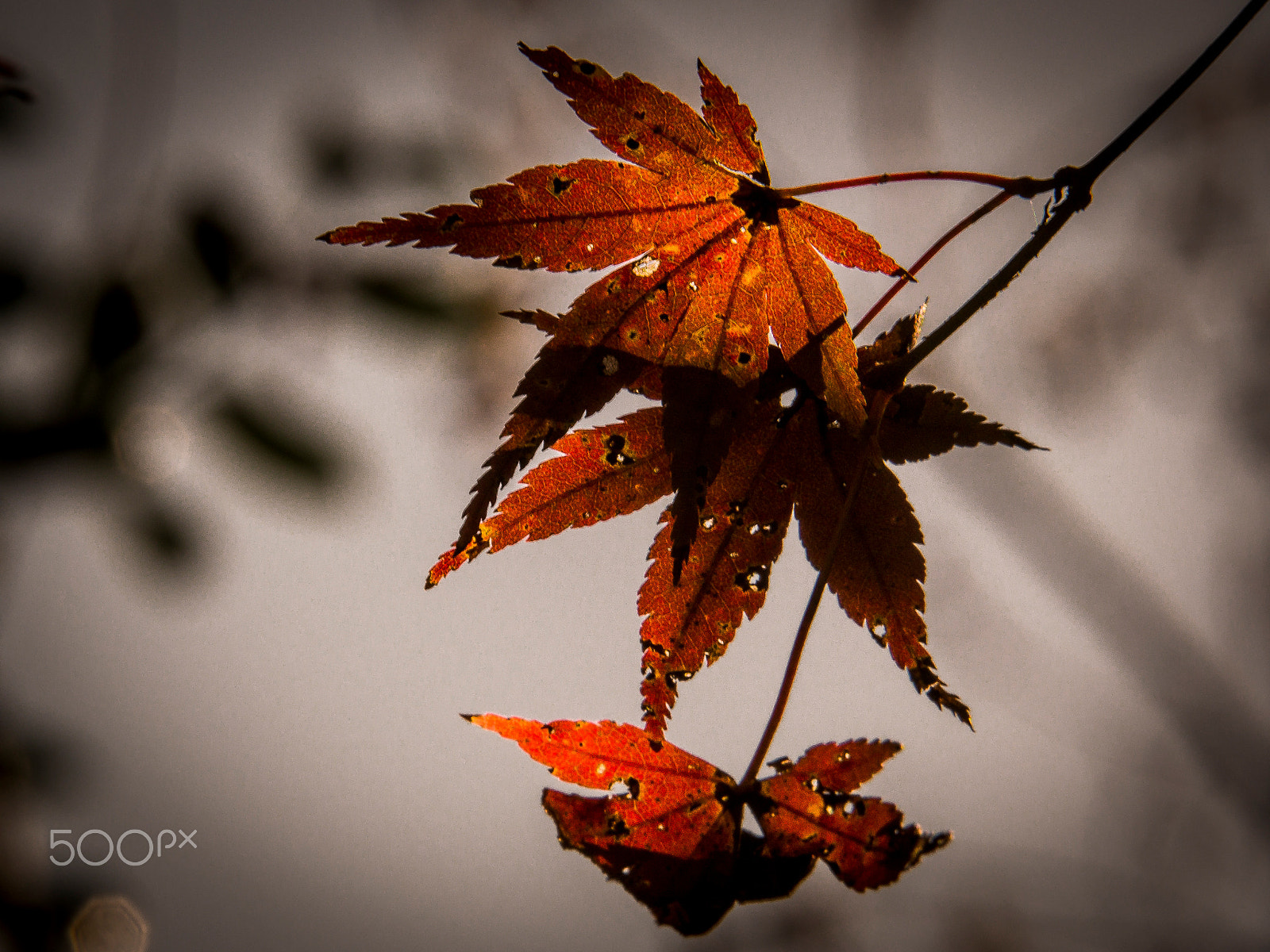 Olympus OM-D E-M5 sample photo. Nature-japan photography