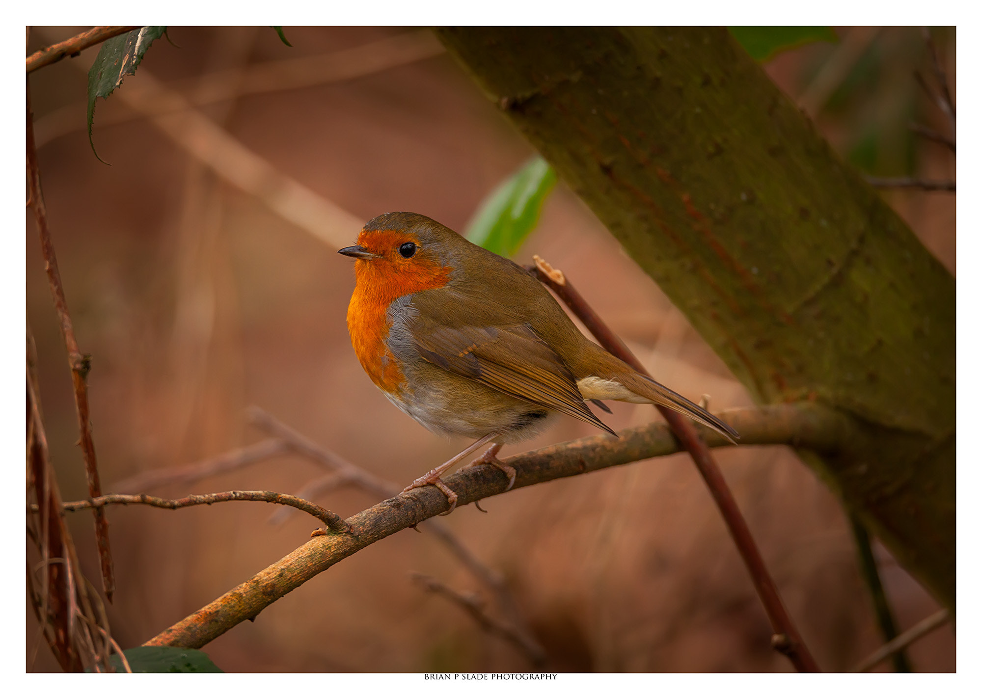 Sigma 150-600mm F5-6.3 DG OS HSM | C sample photo. The robin in portrait photography