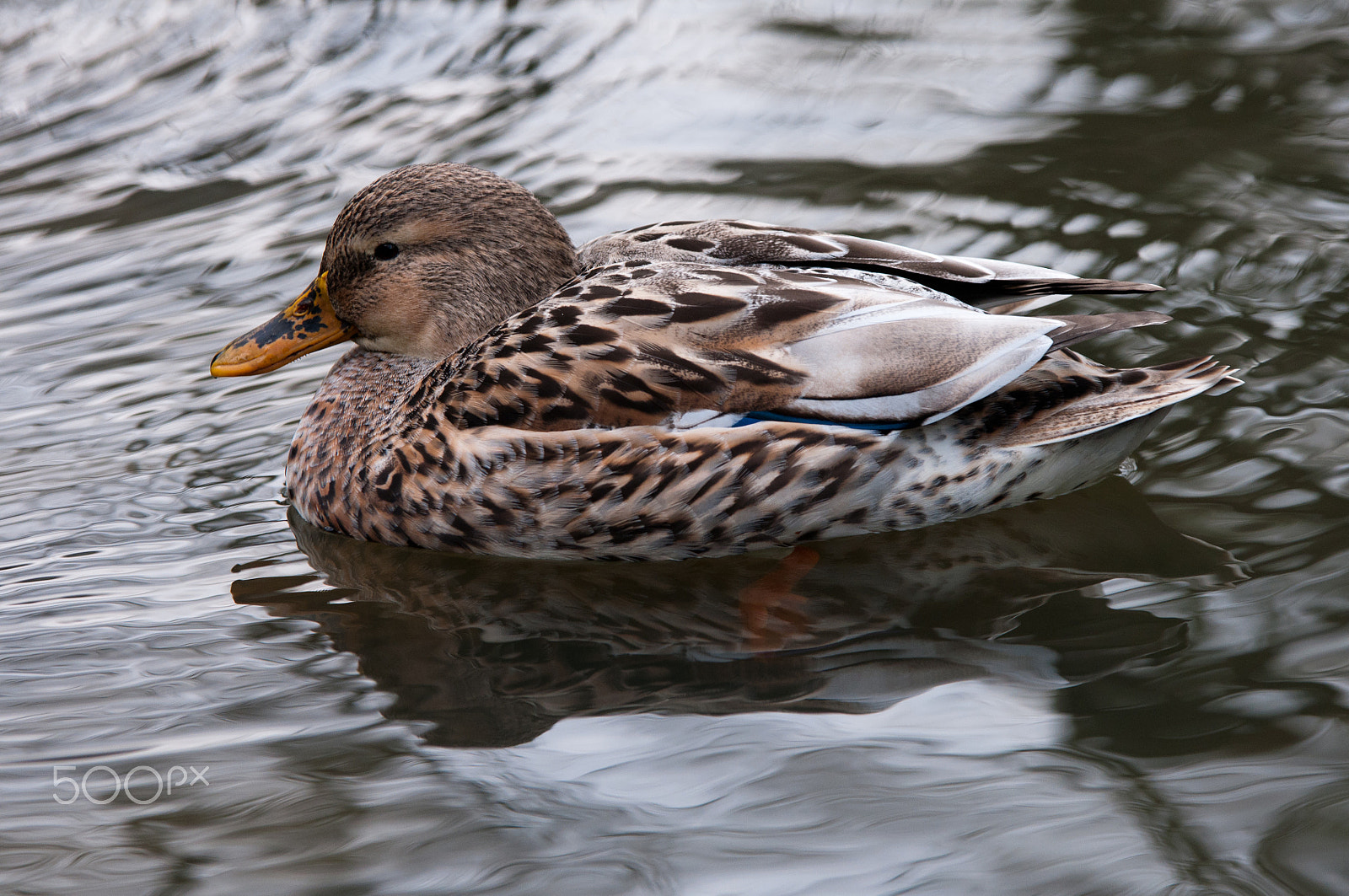 Nikon D5000 + Sigma 70-200mm F2.8 EX DG OS HSM sample photo. Wild female duck in a pond photography