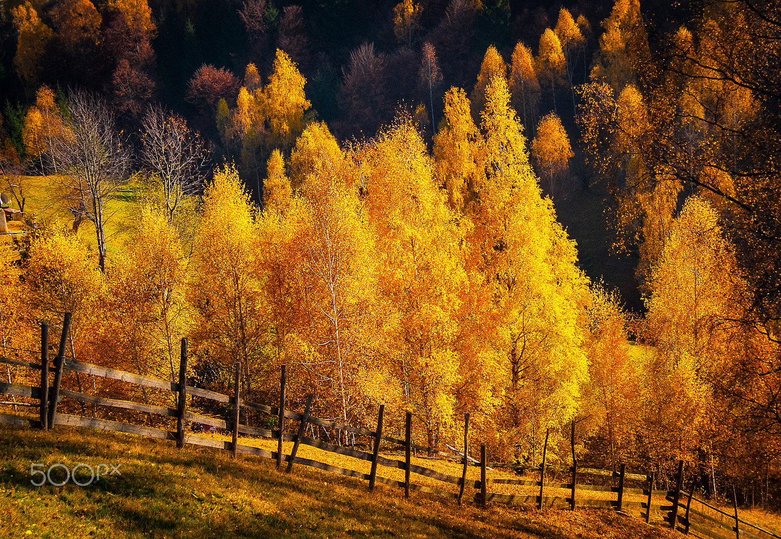 Nikon AF Nikkor 24-85mm F2.8-4D IF sample photo. The golden rains of autumn photography