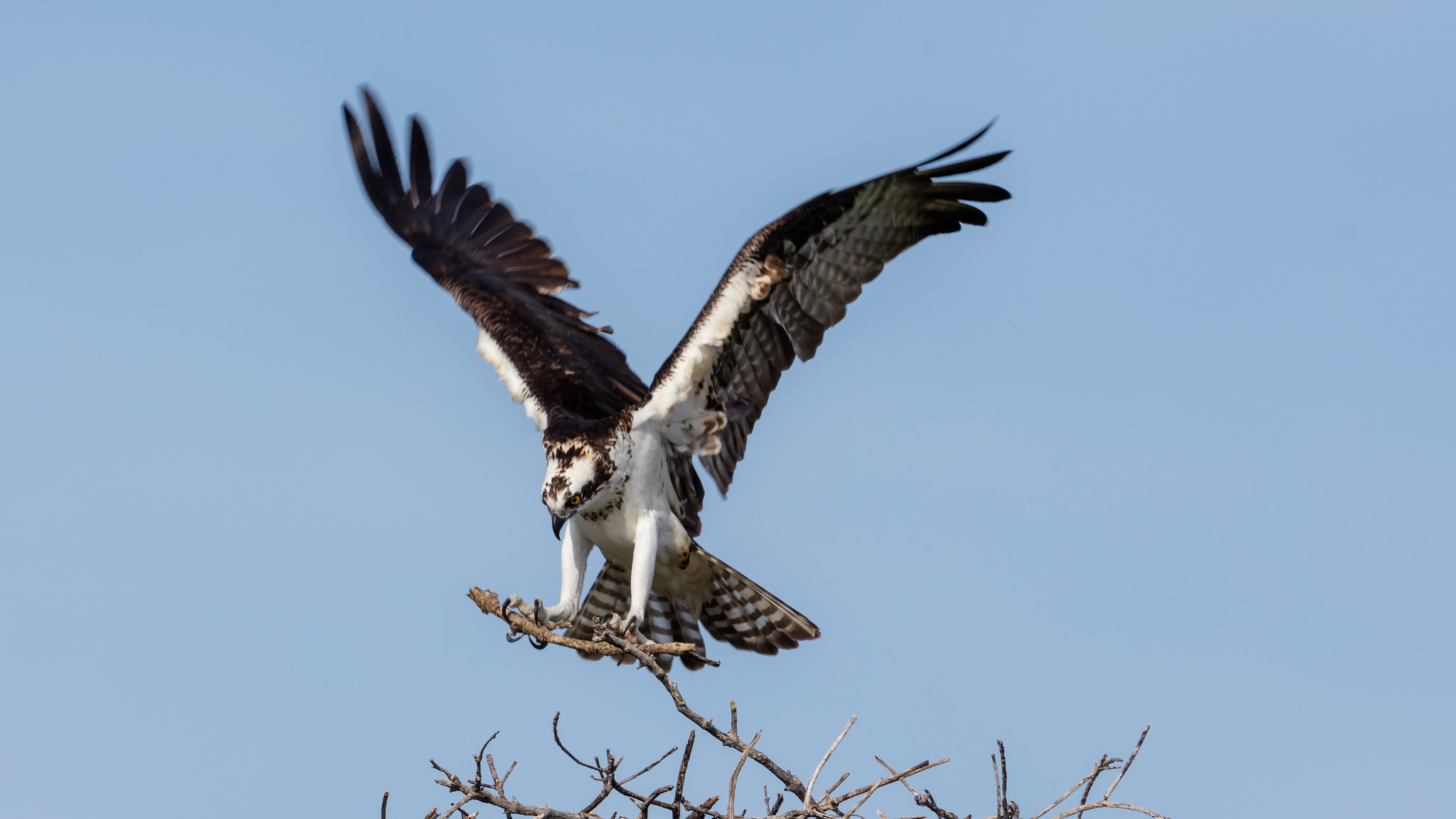 Canon EF 300mm F2.8L IS II USM sample photo. Nesting photography