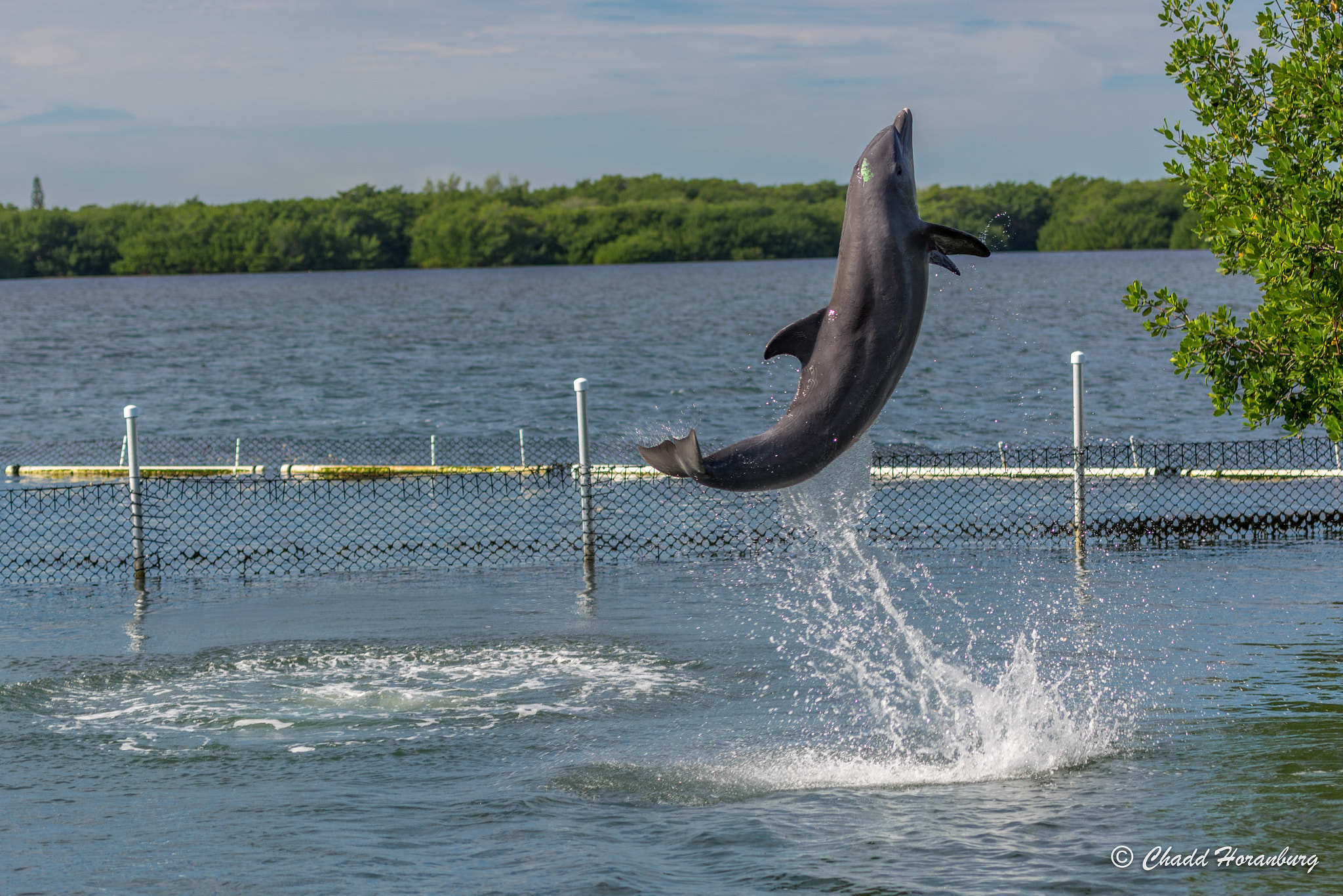 Nikon AF-S Nikkor 70-200mm F2.8G ED VR II sample photo. So long and thanks for all the fish photography