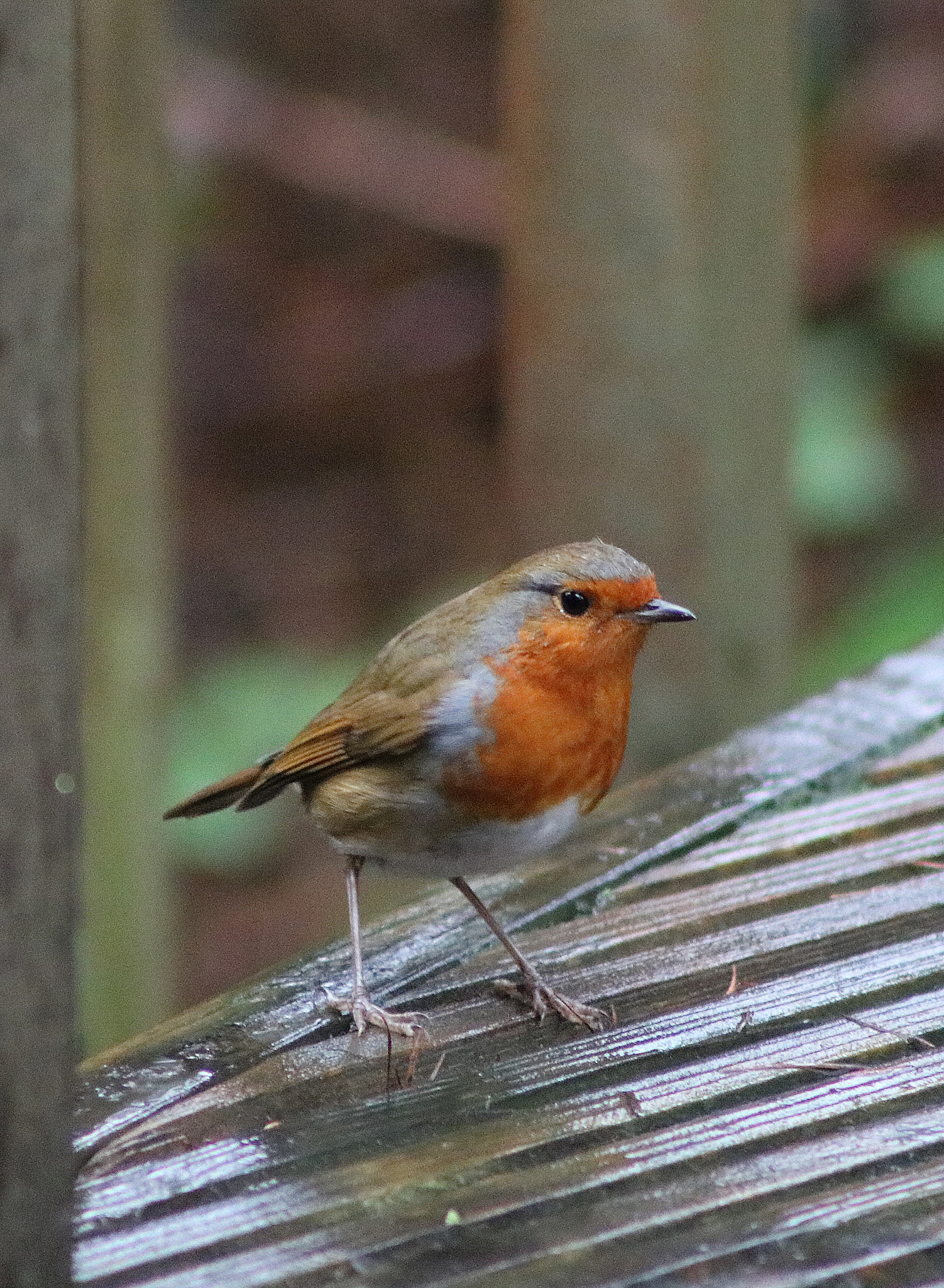 Canon EOS 760D (EOS Rebel T6s / EOS 8000D) + EF75-300mm f/4-5.6 sample photo. Rainy day robin photography