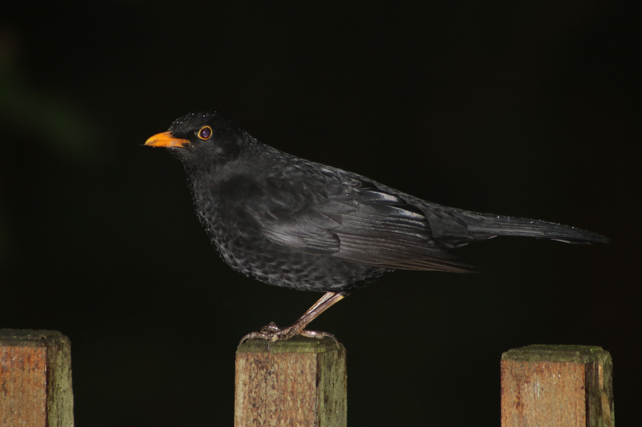 Canon EOS 760D (EOS Rebel T6s / EOS 8000D) + EF75-300mm f/4-5.6 sample photo. Blackbird on a fence photography