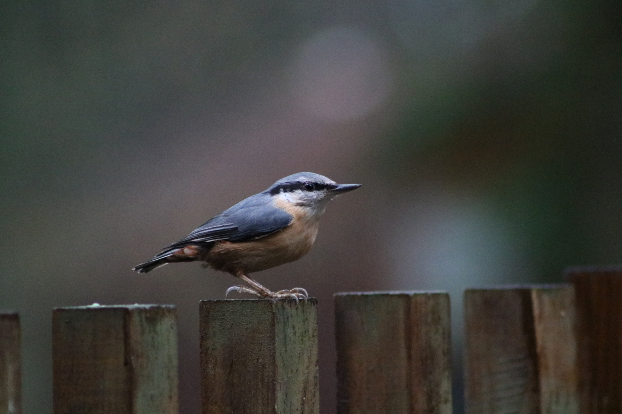 Canon EOS 760D (EOS Rebel T6s / EOS 8000D) + EF75-300mm f/4-5.6 sample photo. Nuthatch photography