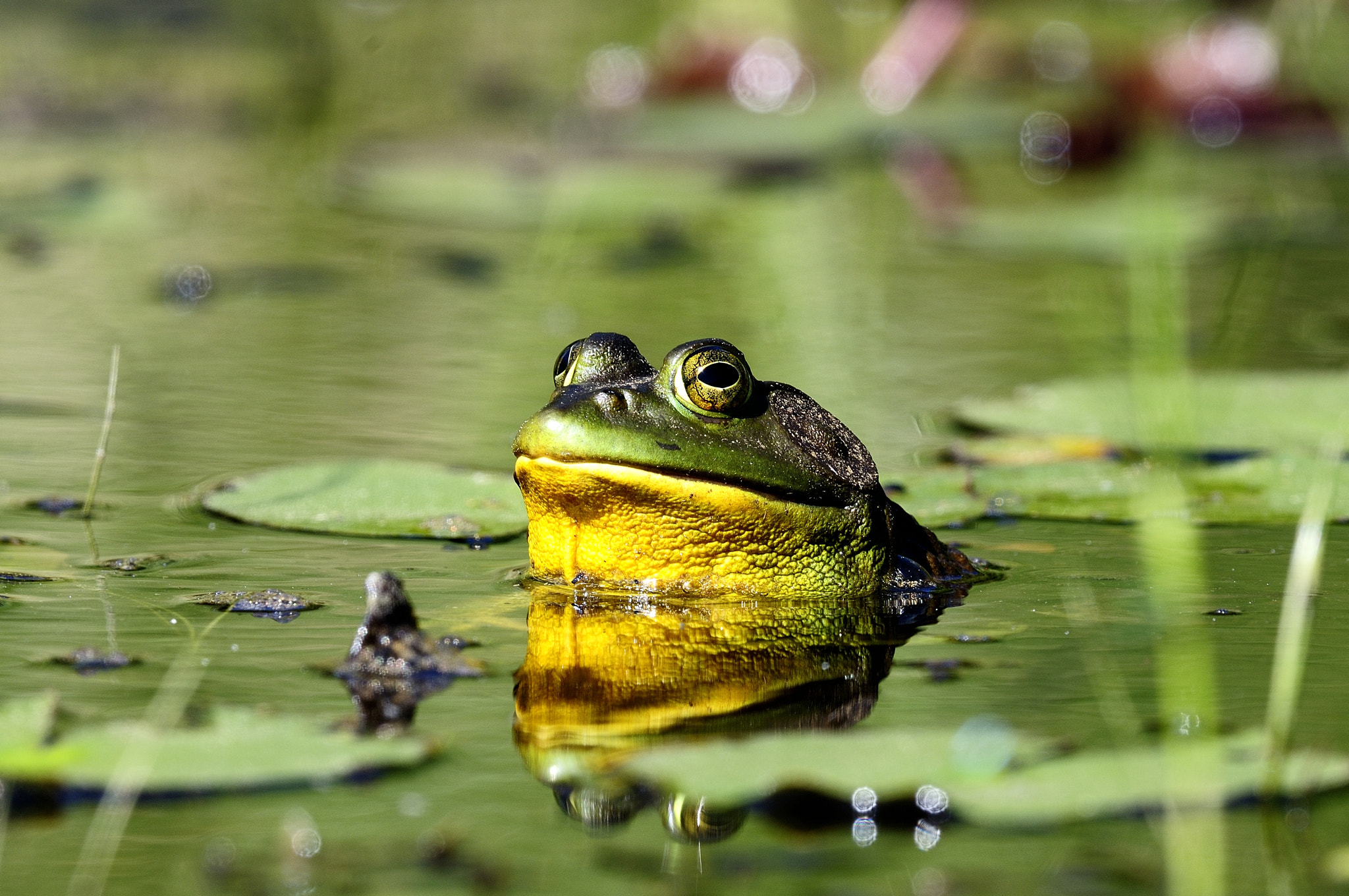 Nikon D300S + Nikon AF-S Nikkor 500mm F4G ED VR sample photo. Ouaouaron, lithobates catesbeianus, bullfrog photography