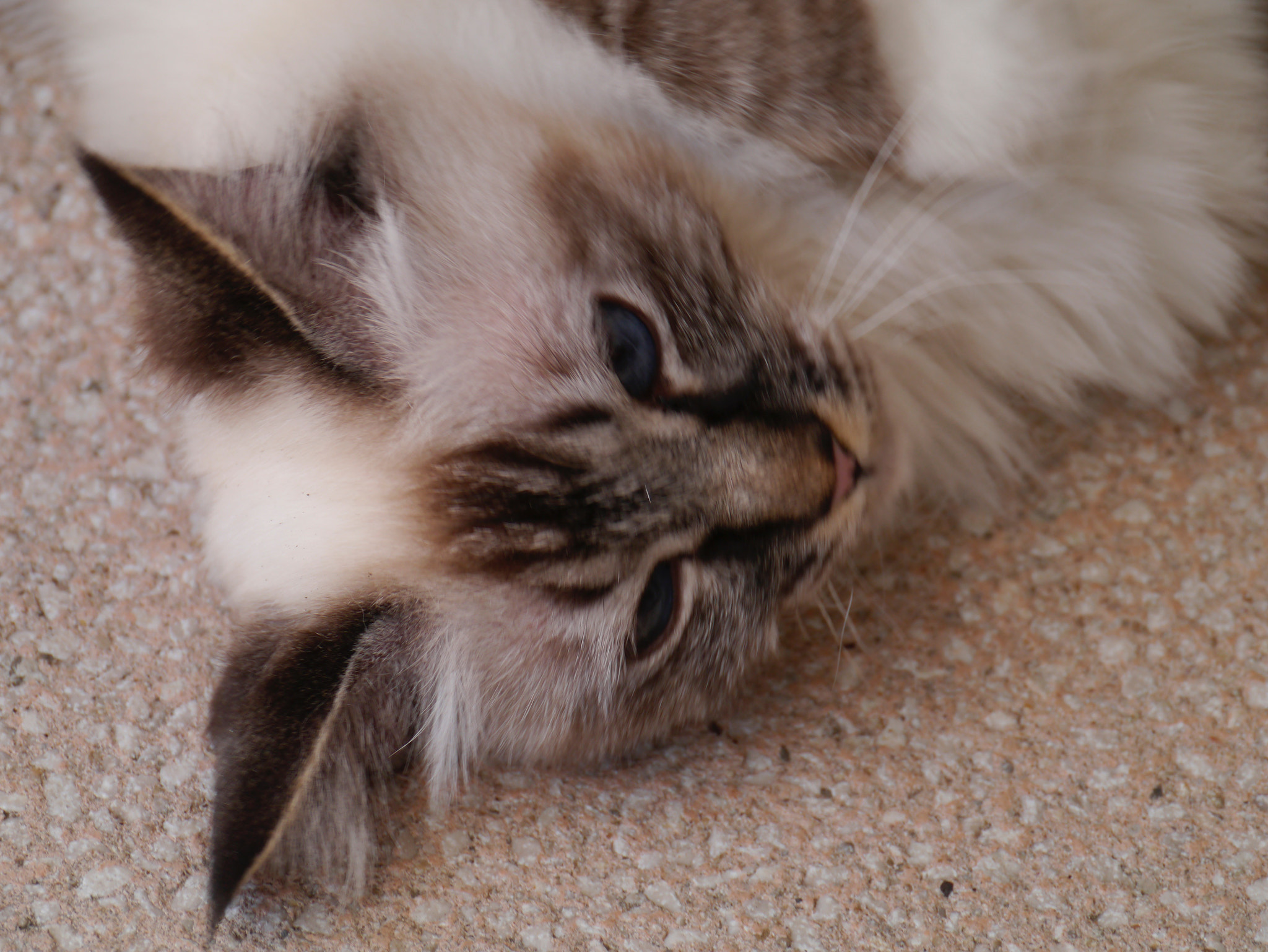 Panasonic Lumix DMC-GX1 sample photo. Le chat du voisin en visite photography