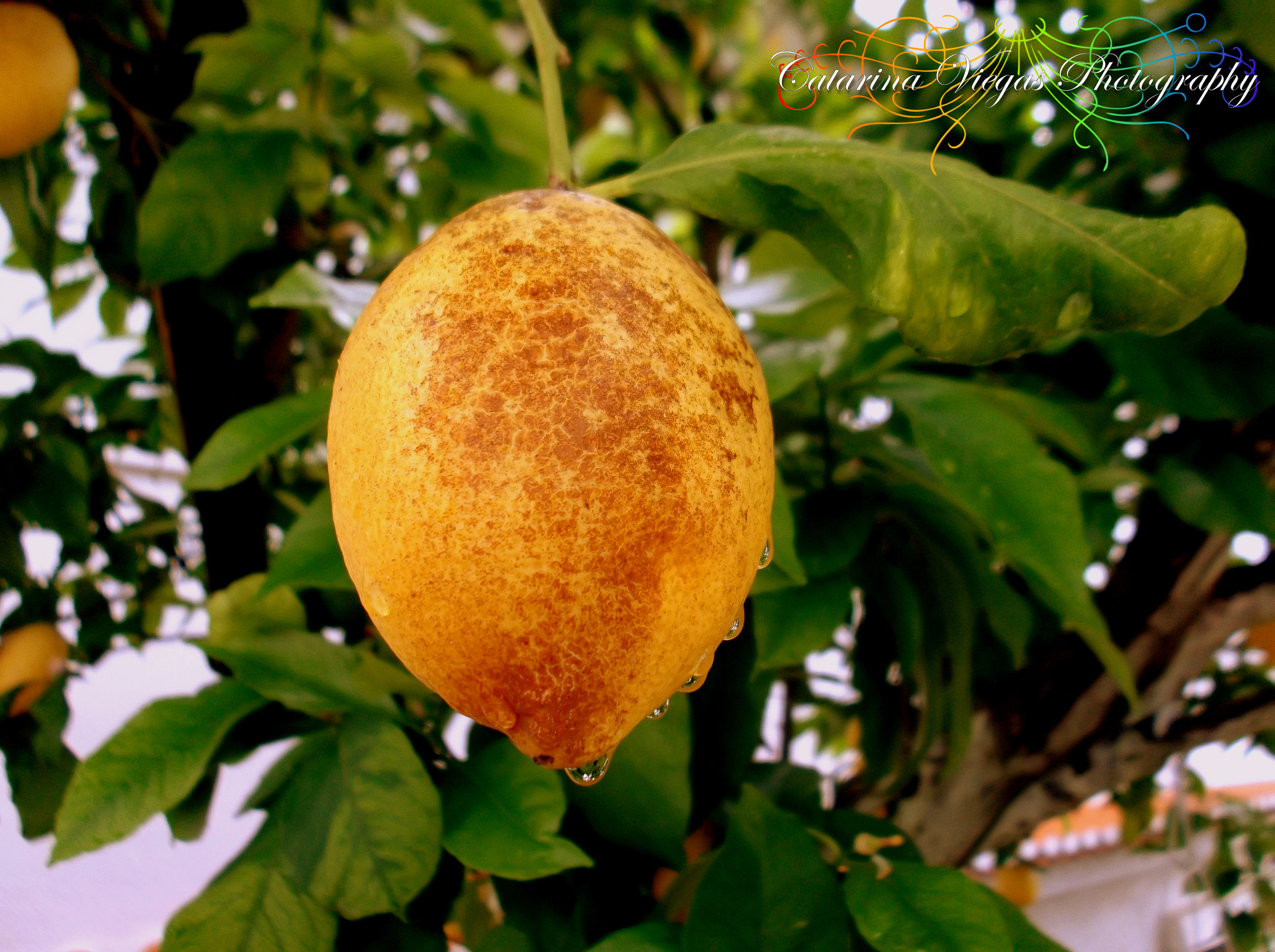 Fujifilm FinePix JX420 sample photo. Mr. lemon photography