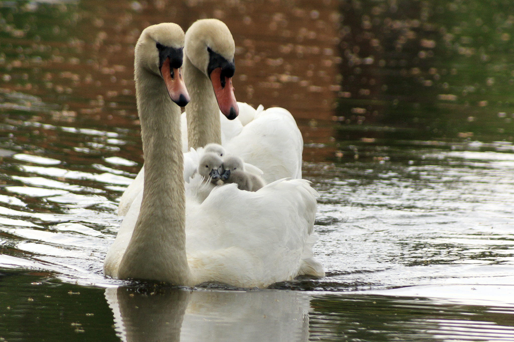 Canon EOS 60D + Tamron AF 28-300mm F3.5-6.3 XR Di LD Aspherical (IF) Macro sample photo. Swans signets on the lancaster canal b photography