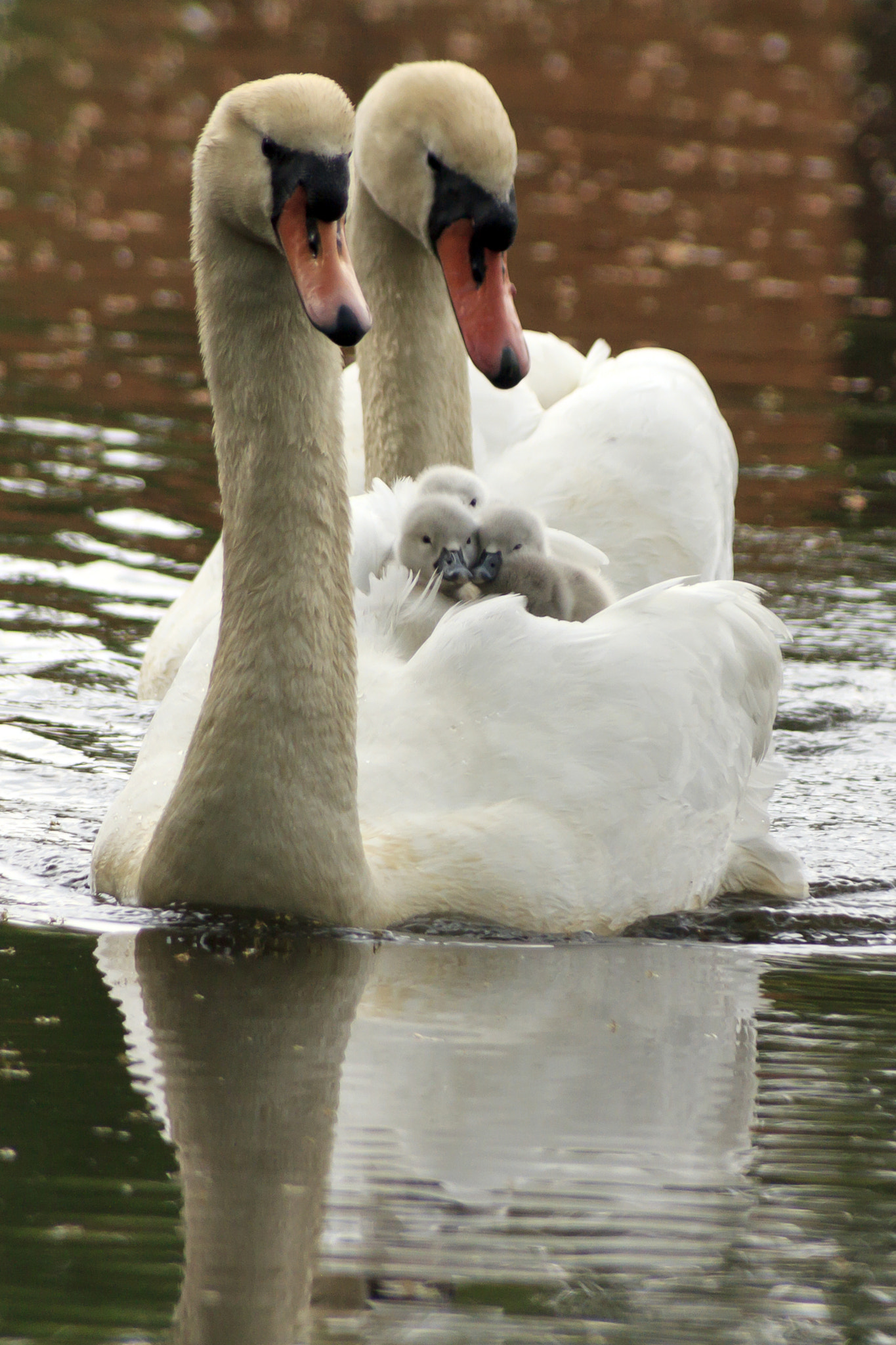 Canon EOS 60D + Tamron AF 28-300mm F3.5-6.3 XR Di LD Aspherical (IF) Macro sample photo. Swans with signets on the lancaster canal photography