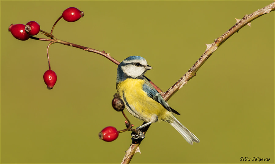 Canon EF 500mm F4L IS USM sample photo. Posado photography