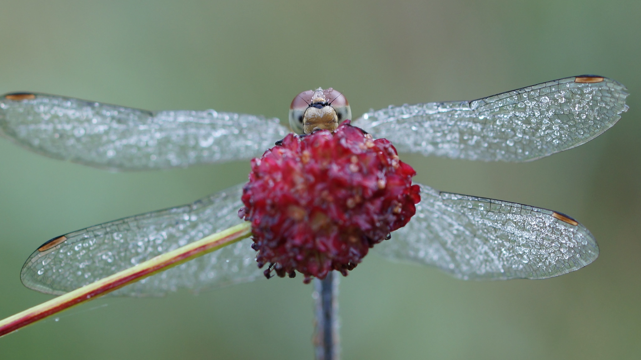 Sony SLT-A37 + 90mm F2.8 Macro SSM sample photo. Dragonfly photography