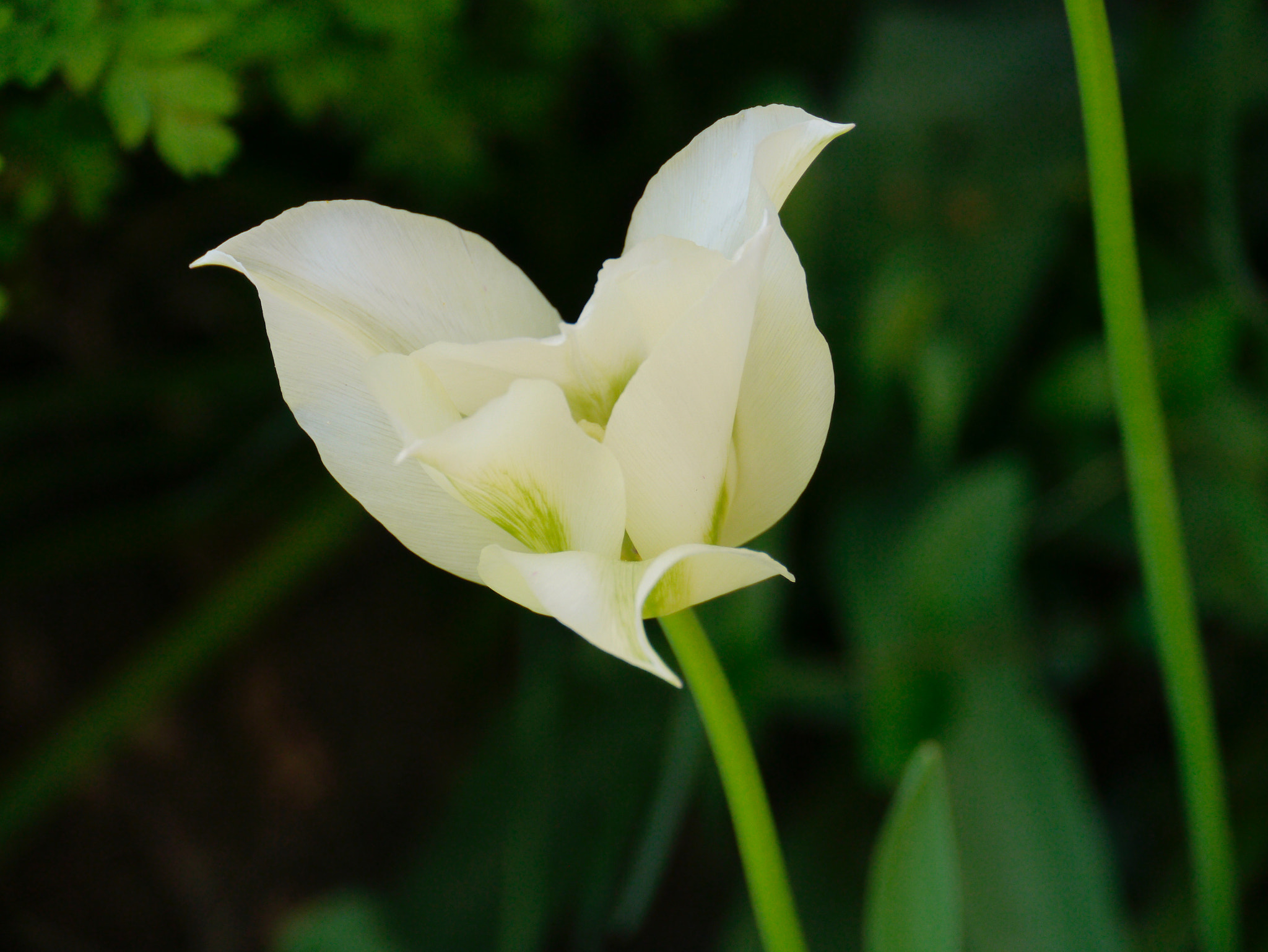 Panasonic Lumix DMC-GX1 sample photo. Autre tulipe photography