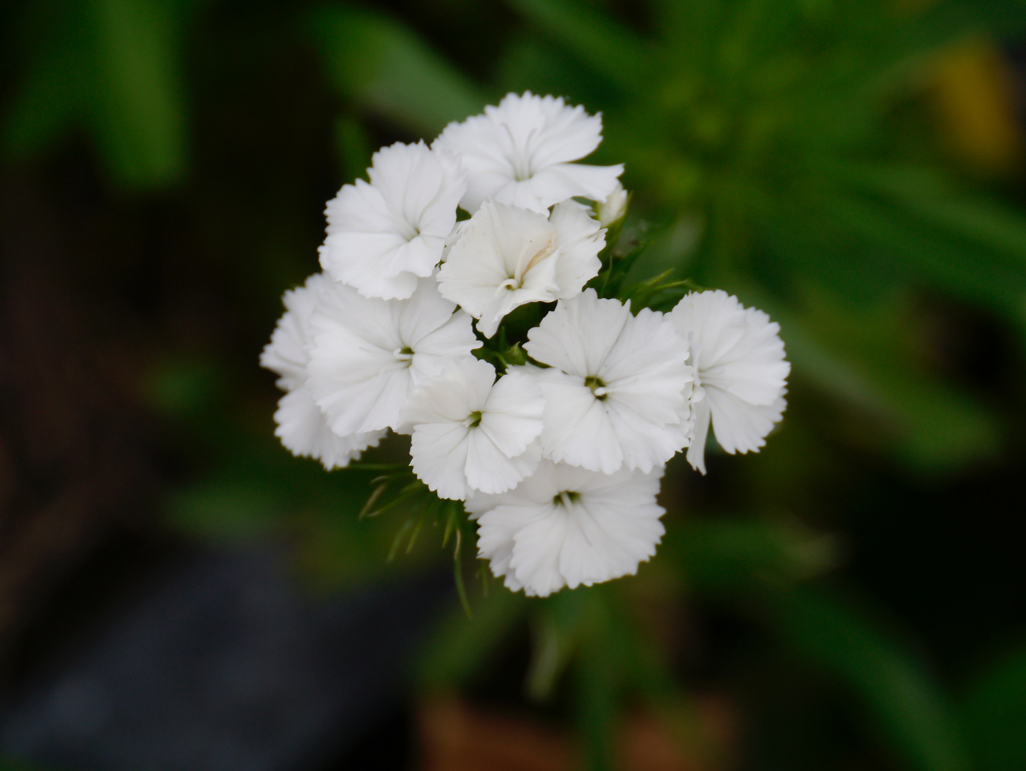 Panasonic Lumix DMC-GX1 sample photo. Blancheur photography