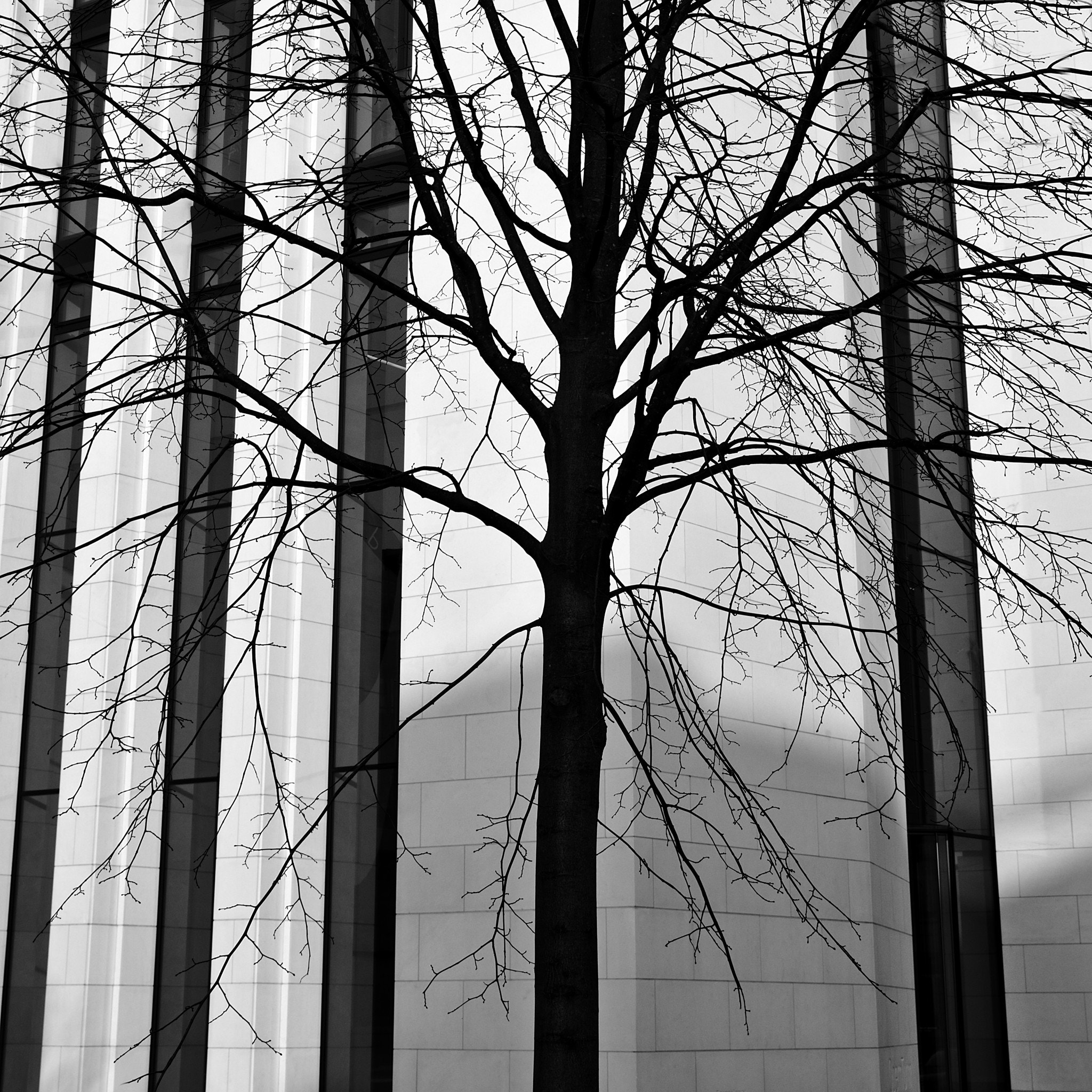 Canon EF 24-70mm F2.8L II USM sample photo. Baum photography