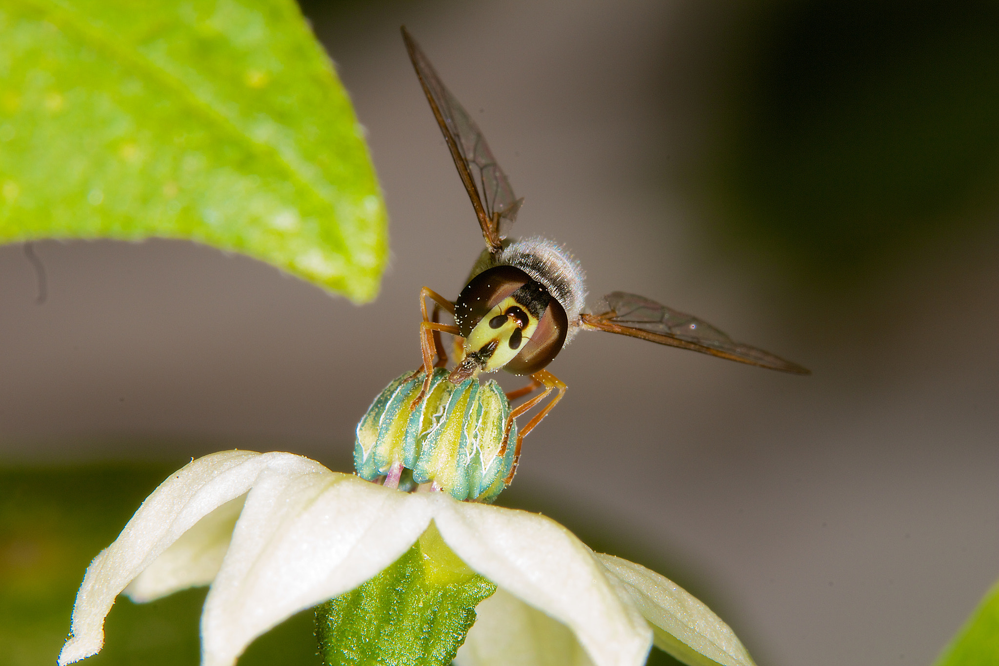 Sigma 105mm F2.8 EX DG OS HSM sample photo. Hover fly photography