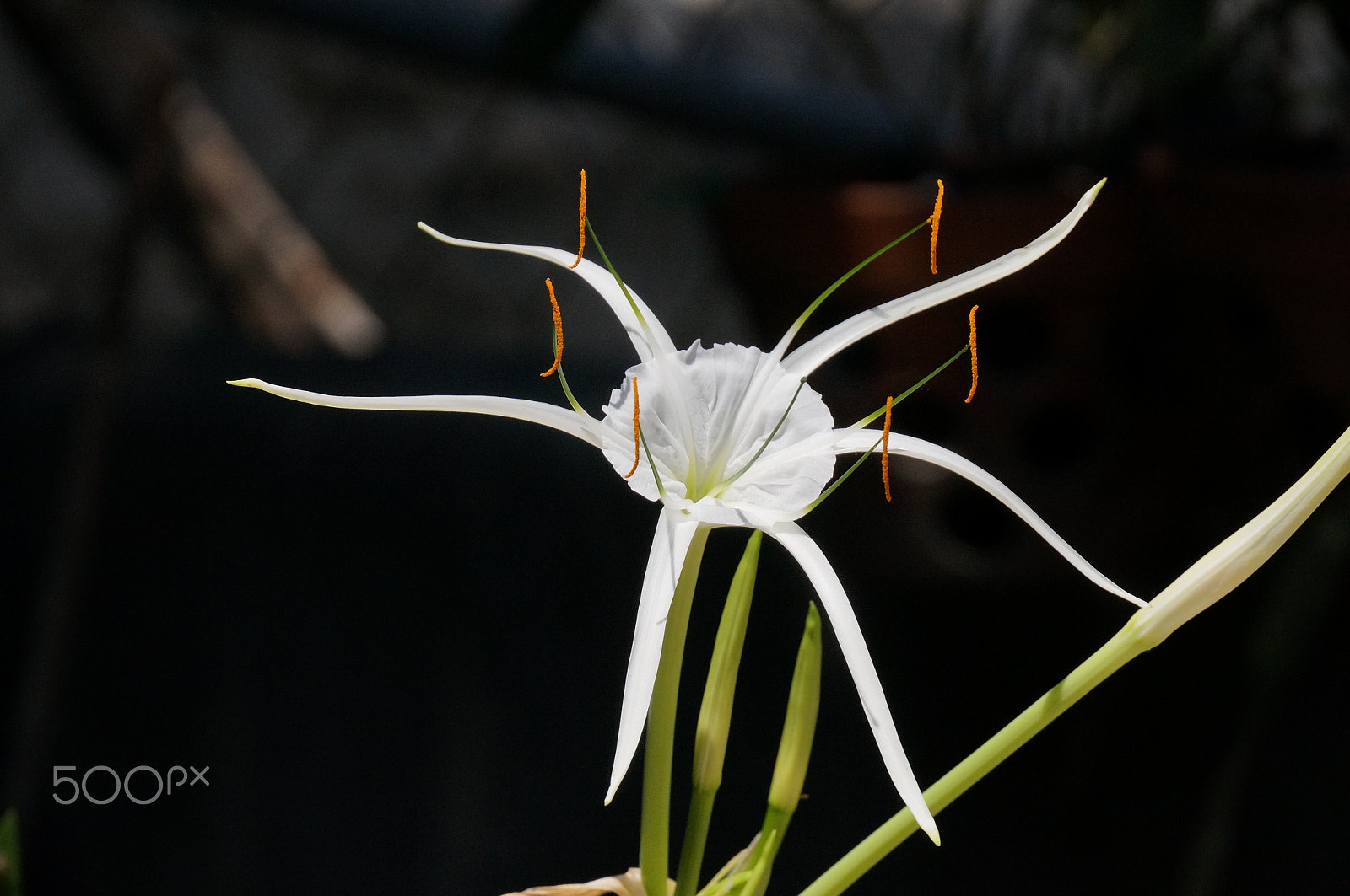 Sony E 55-210mm F4.5-6.3 OSS sample photo. Wild flower.jpg photography