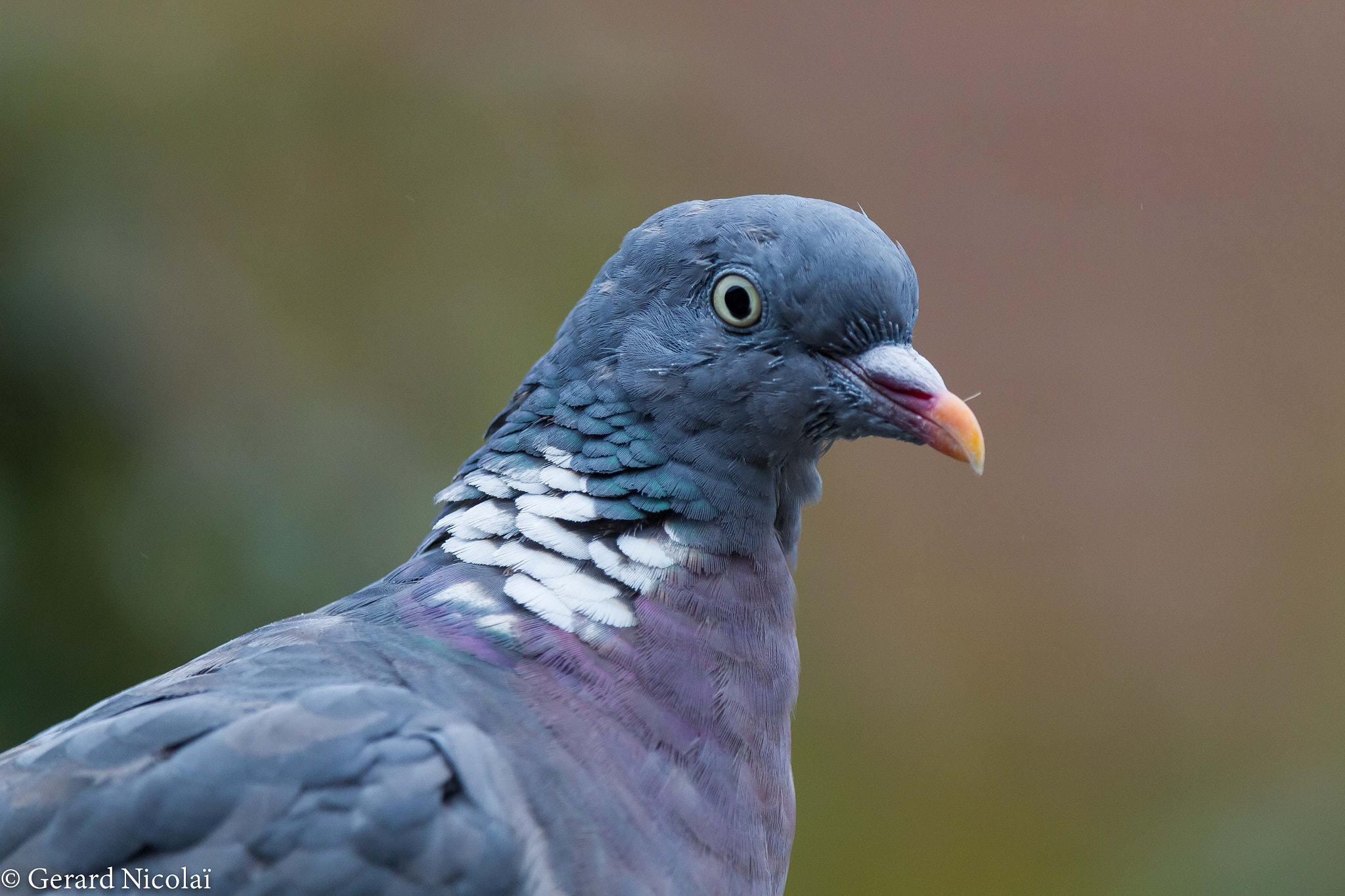 Canon EF 300mm F2.8L IS USM sample photo. Wood pigeon portrait photography