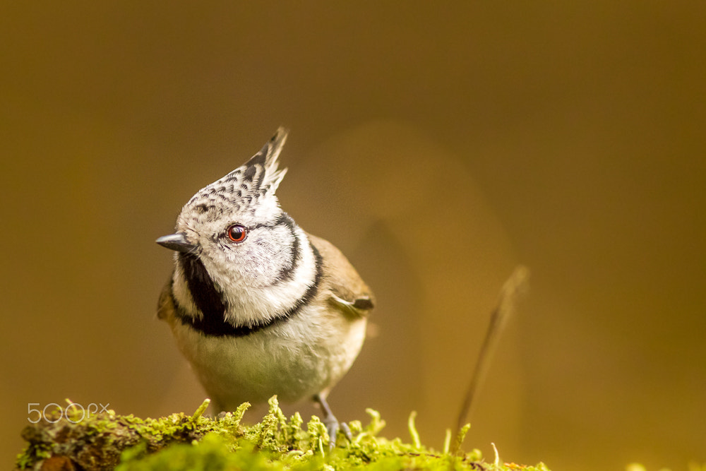 Canon EOS 60D + Canon EF 300mm F4L IS USM sample photo. Ready, steady... photography