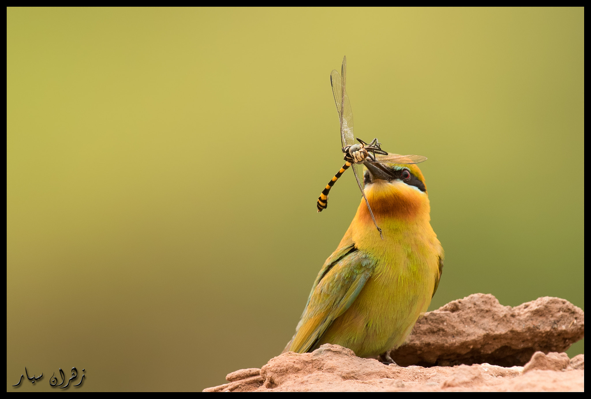 Nikon D750 + Nikon AF-S Nikkor 600mm F4G ED VR sample photo. Fresh kill after rain !! photography